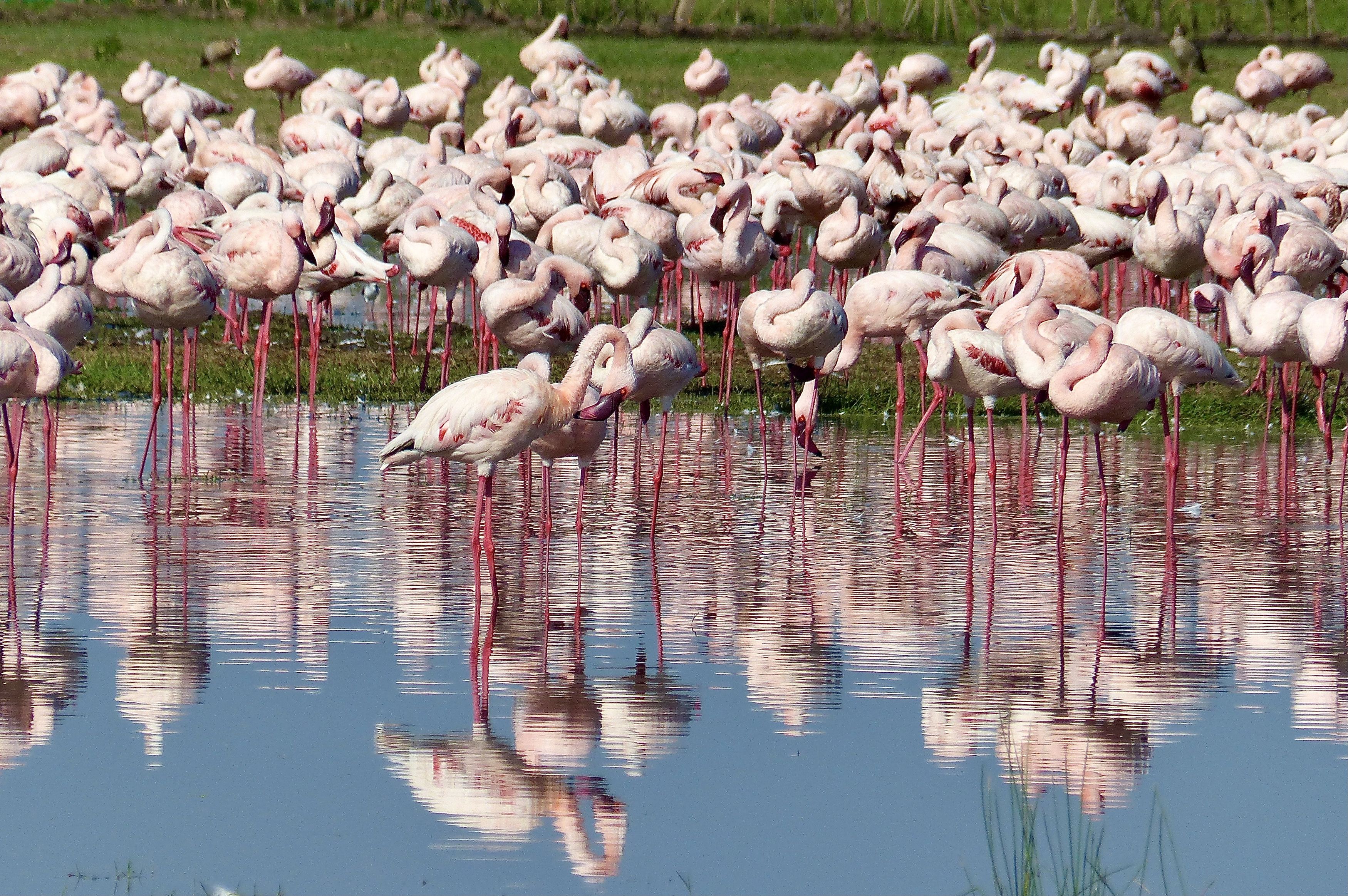 Animals, flamingo, birds, Africa, Kenya, water, lake, reflection, pink, colors, fauna, travel, , Svetlana Povarova Ree