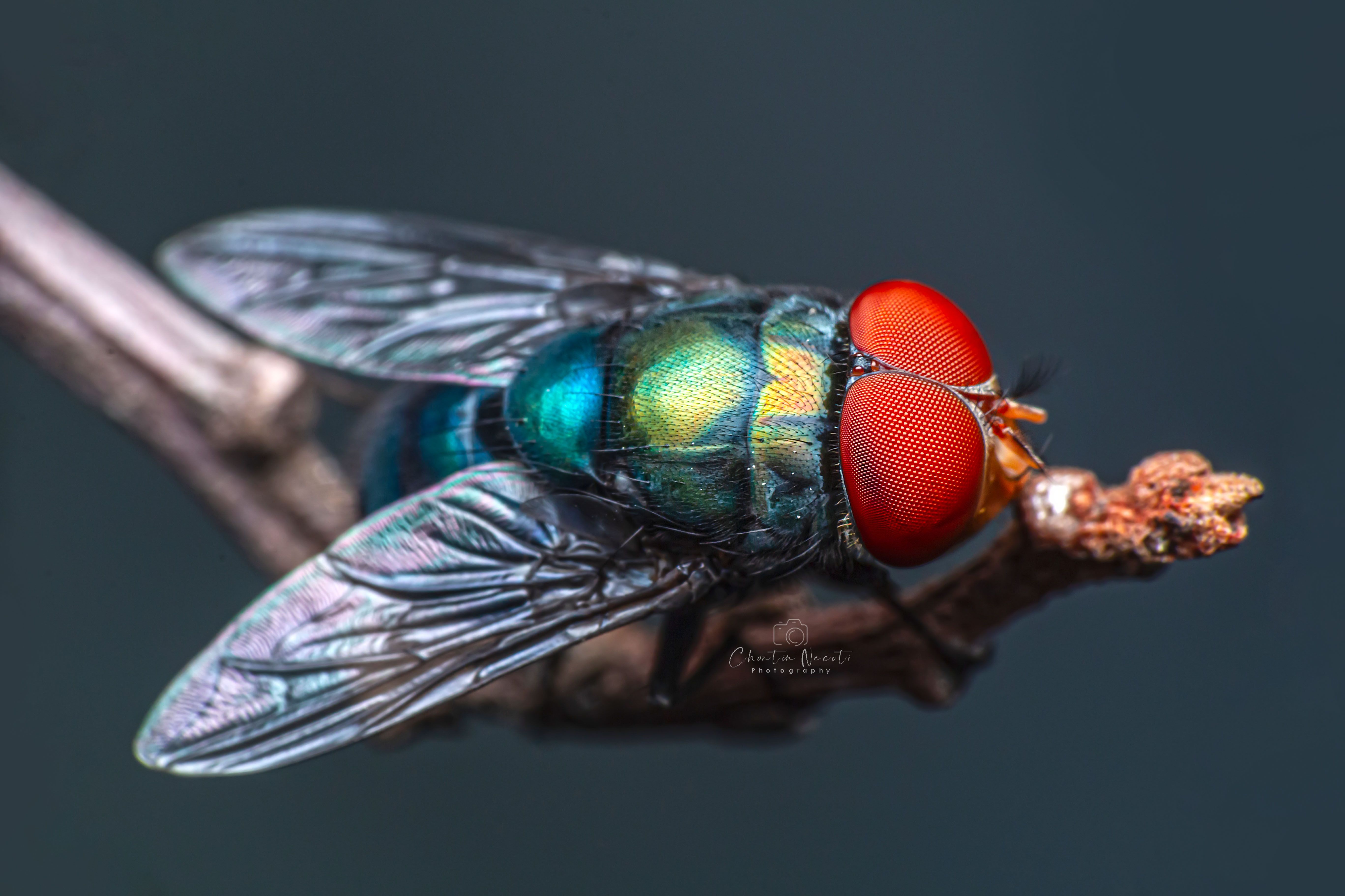 fly, insect, animal, macro, small, focus, outdoor, nature, natural, beauty, NeCoTi ChonTin