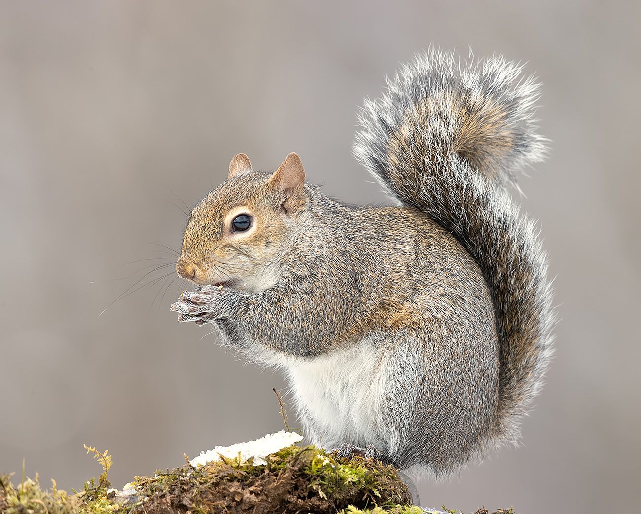 белка, squirrel, gray squirrel, каролинская белка, животные, animals,  дикие животные, зима, Elizabeth Etkind