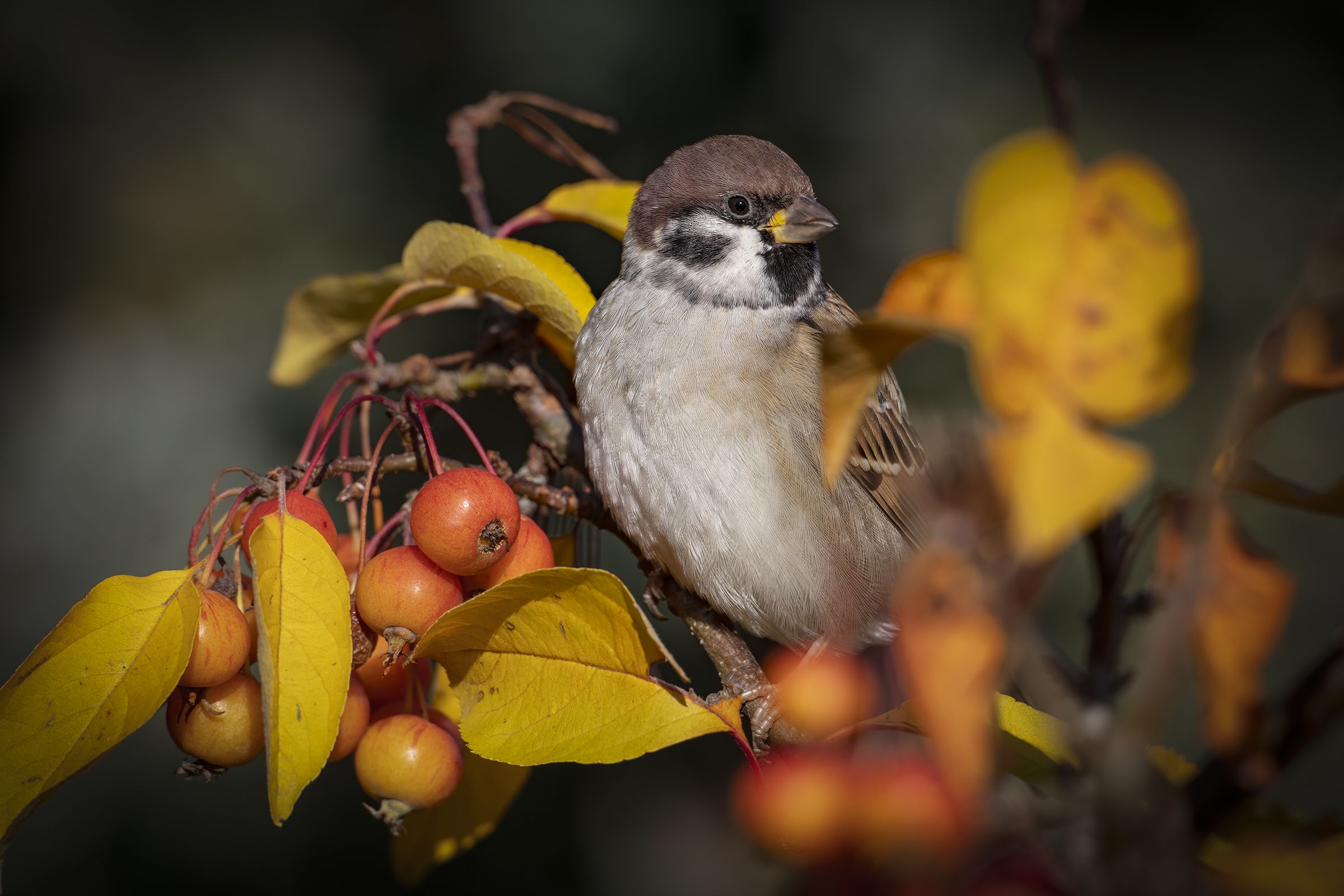  Полевой воробей   (Passer montanus) , Rimantas Stankunas