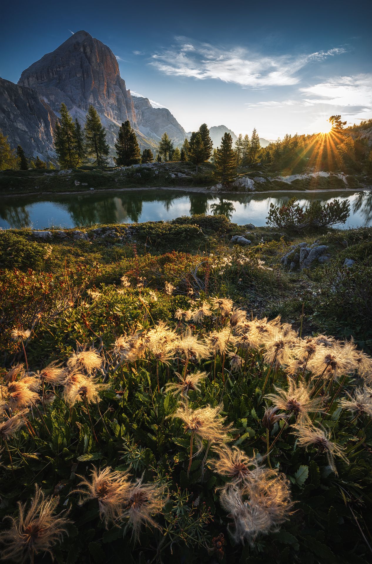 awakening, landscape, sunrise, flower, Mattia Maniezzo