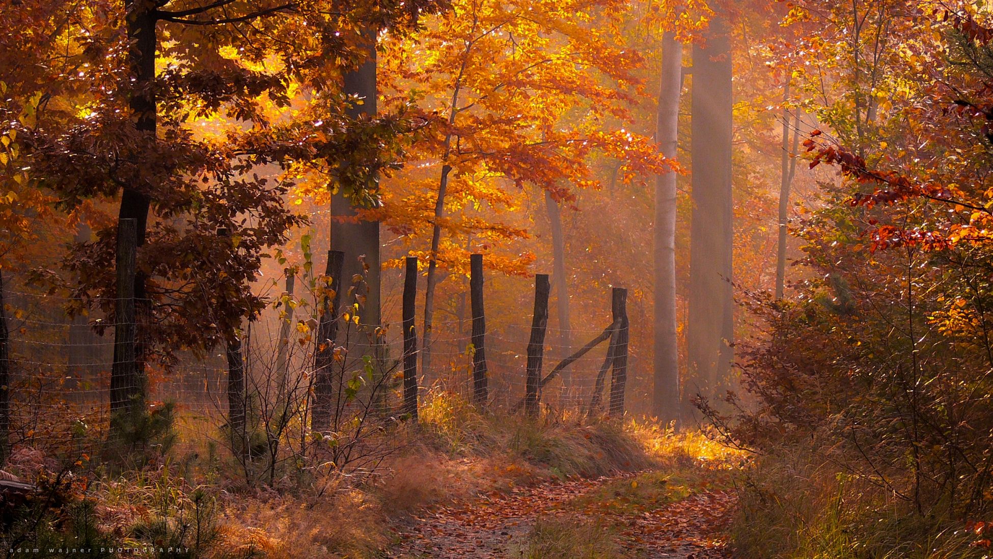 nature, path, landscape, woods, autumn, природа, дорожка, пейзаж, лес, осень, Adam Wajner