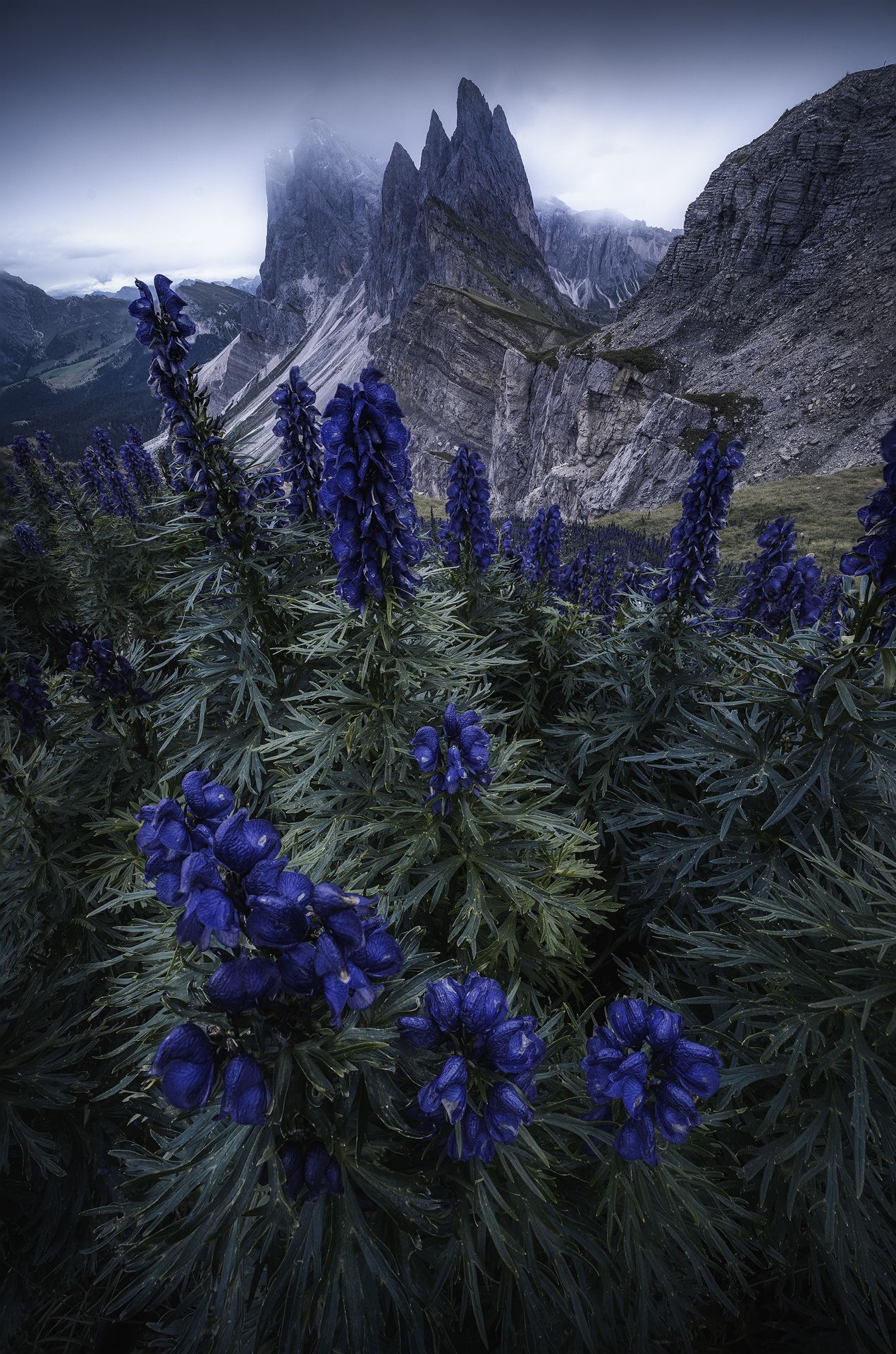twilight, blue, peek, flower, landscape, Mattia Maniezzo