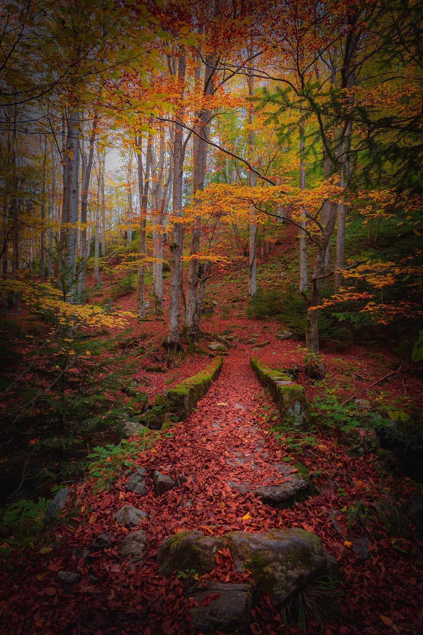 forest, autumn, bulgaria, colors, fairy tale, magic, mountain, nature, landscape, Atanasova - Lucero Mariyana