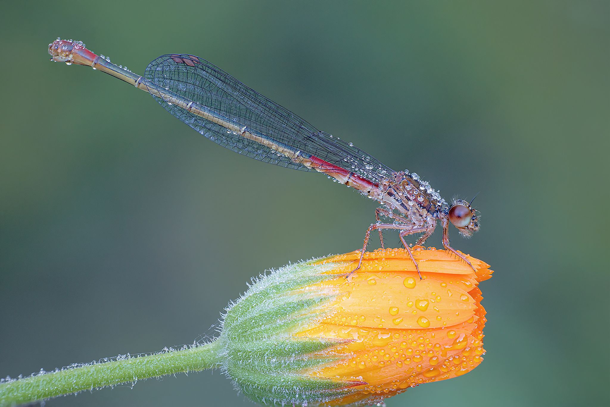 Animal; Insects; Pyrrhosoma nymphula; City; Canicattini; Photography; Macro;, Fabio Cartelli