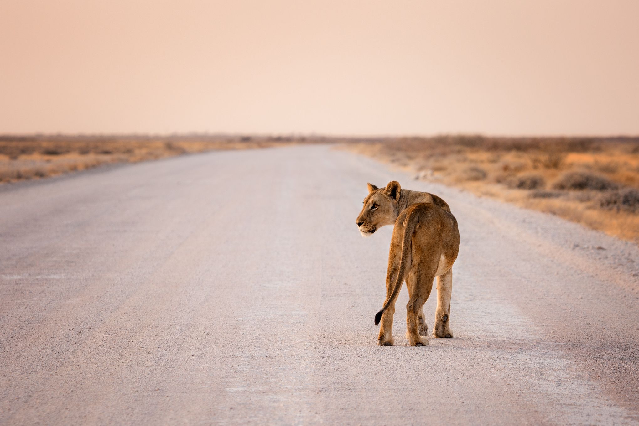 #Намибия #Этоша #львица #дорога #закат #национальный парк #etosha #namibia #africa # lioness #sunset, Наталия Деркач