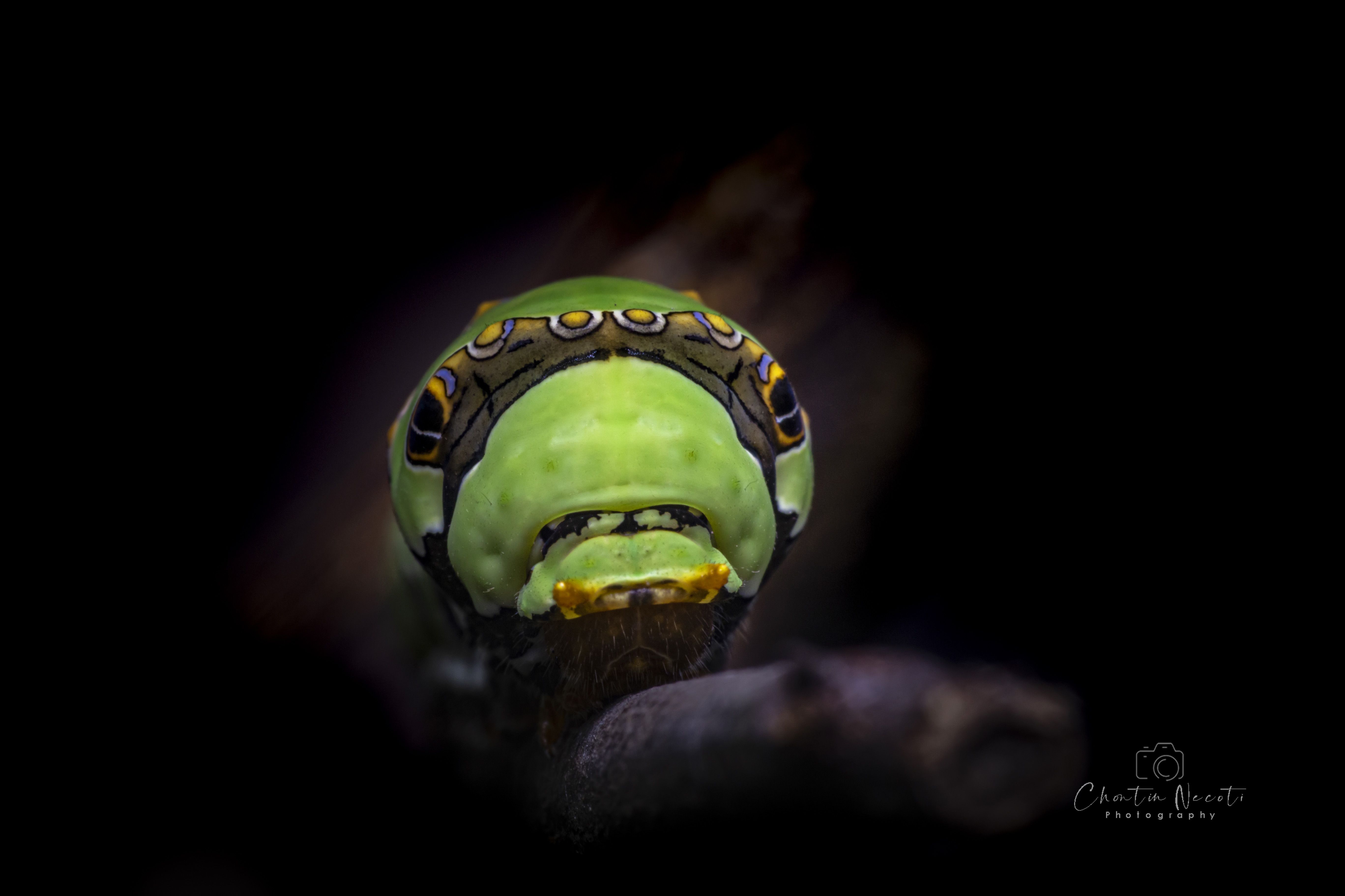 bug, insect, animal, outdoor, macro, face, nature, natural, black, green, NeCoTi ChonTin