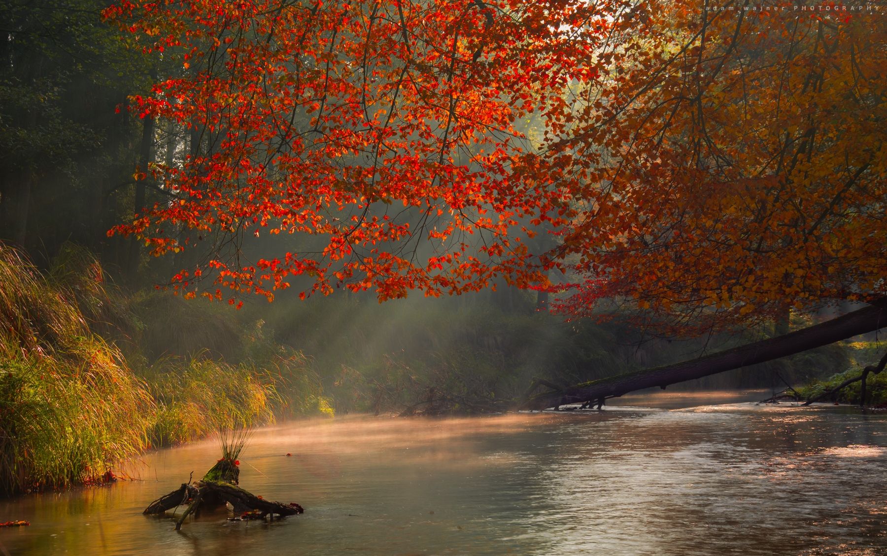 nature природа autumn осень landscape пейзаж tree дерево river река, Adam Wajner