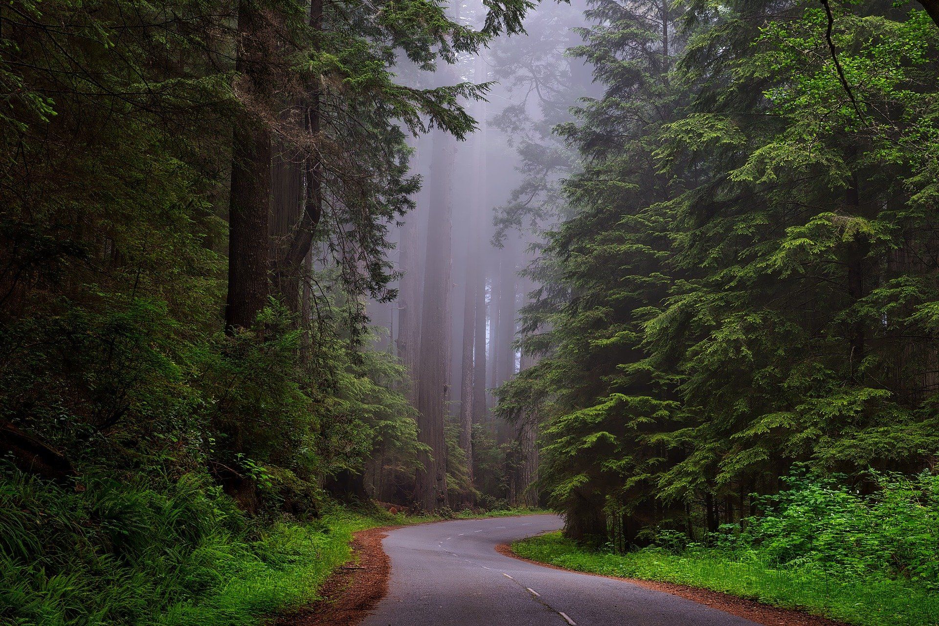 trees,way,green,nature,landscape,, nino nino