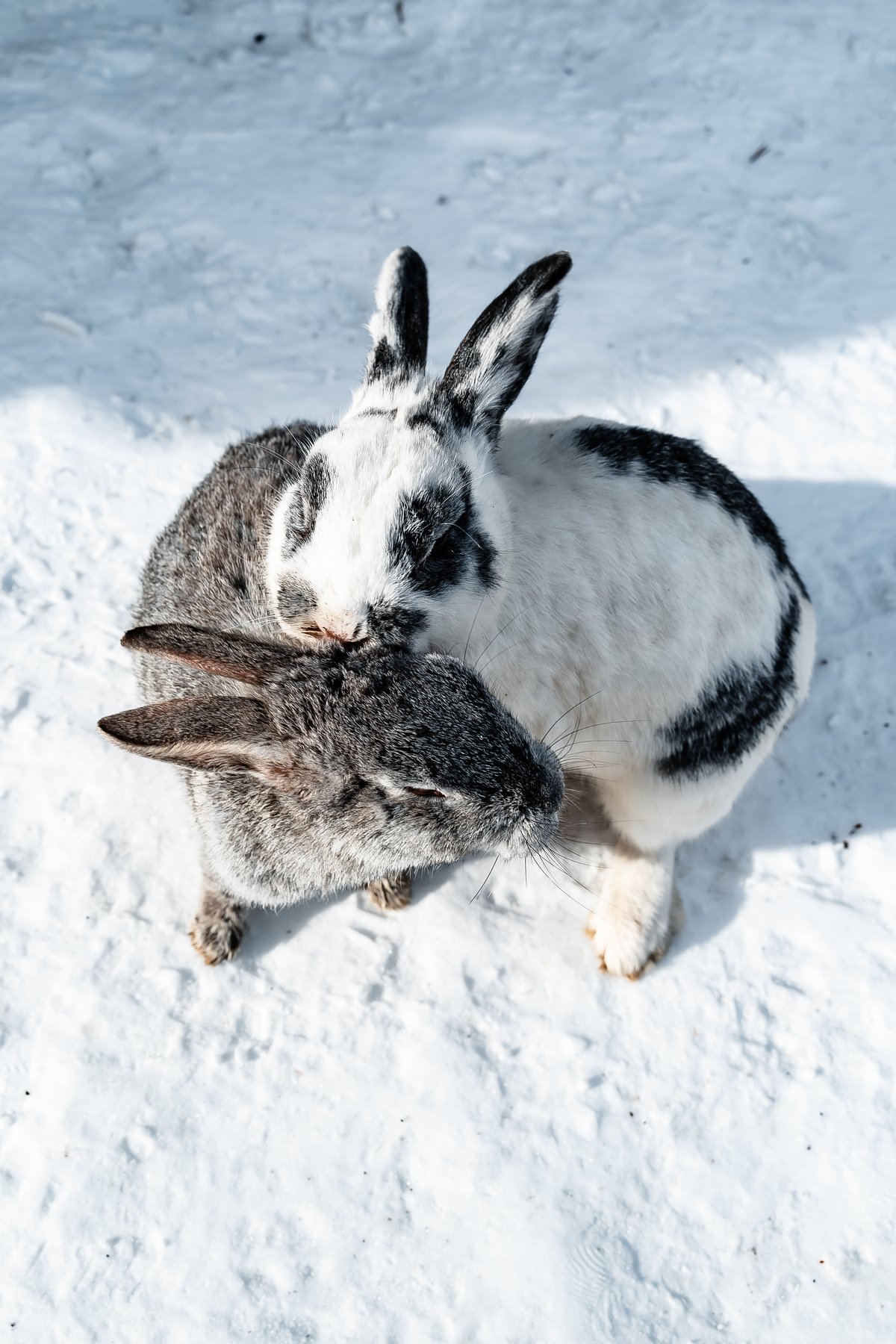 wildlife; water; natural; safari; park; sea; outdoor; wilderness; river; young; africa; snow; black; national; migration; ocean; big; buffalo; asian; tan; isolated on white; cut-out; whiskers; animal themes; bunny rabbit; sitting; beige; portrait; brown; , Dmitry Leonov