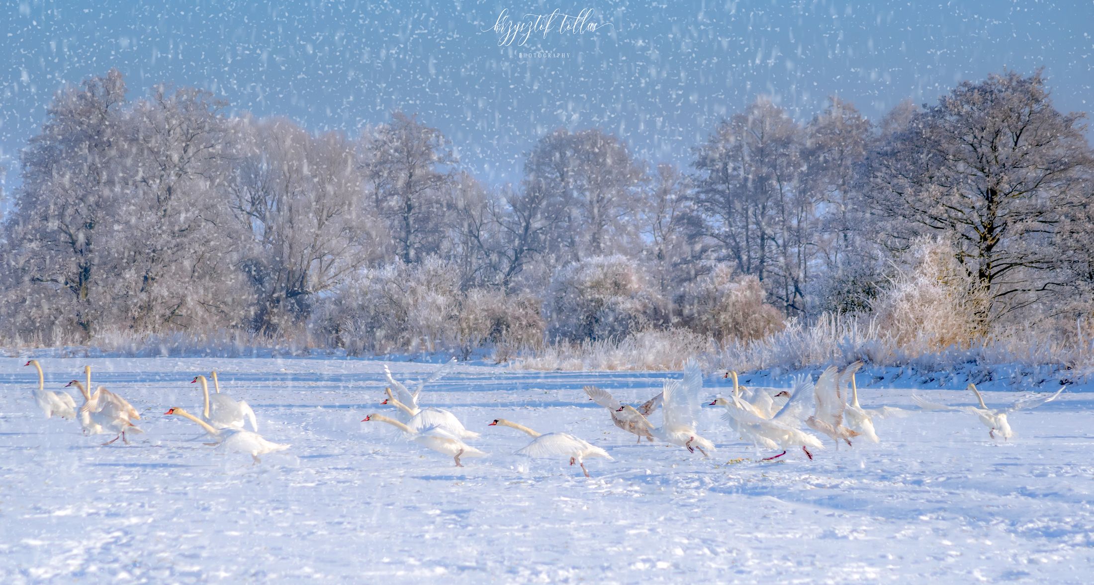 swans, winter, morning, snow, flying swans, landscape, nature, calm, field, sky, winter atmosphere, light, Krzysztof Tollas