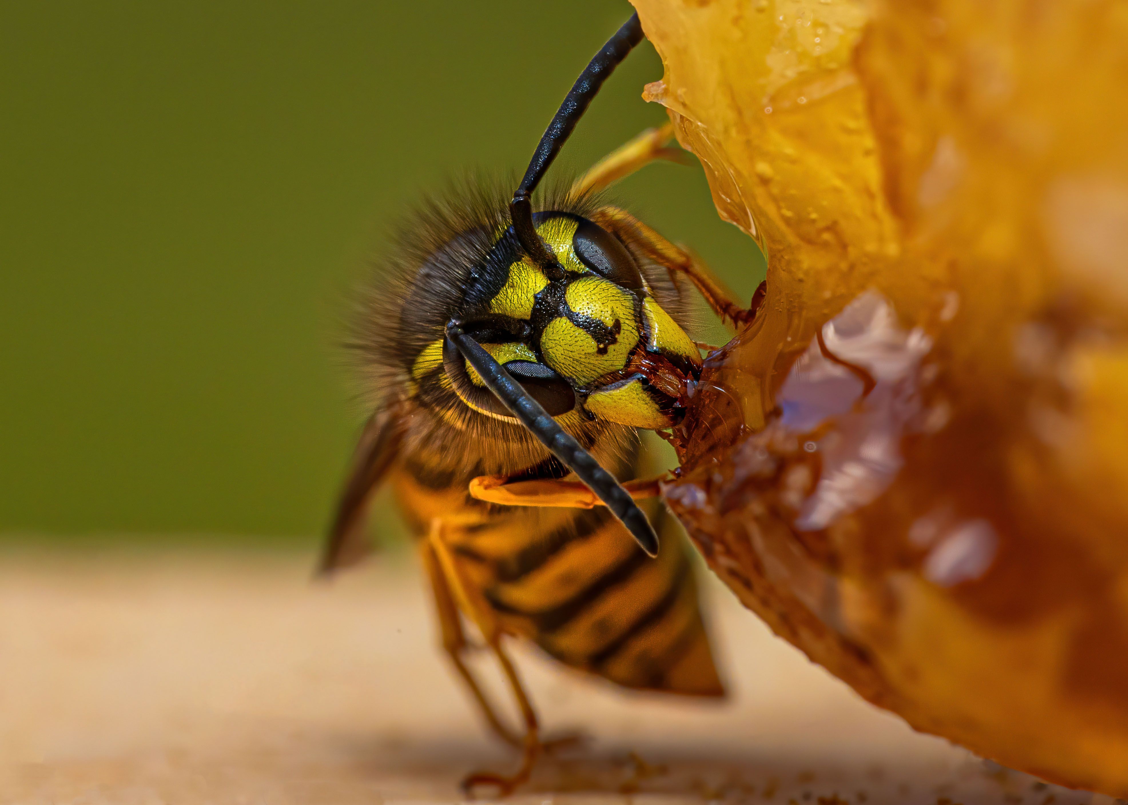 wasp, insect, animal, fauna, nature, macro, close up, , Michael Mettier