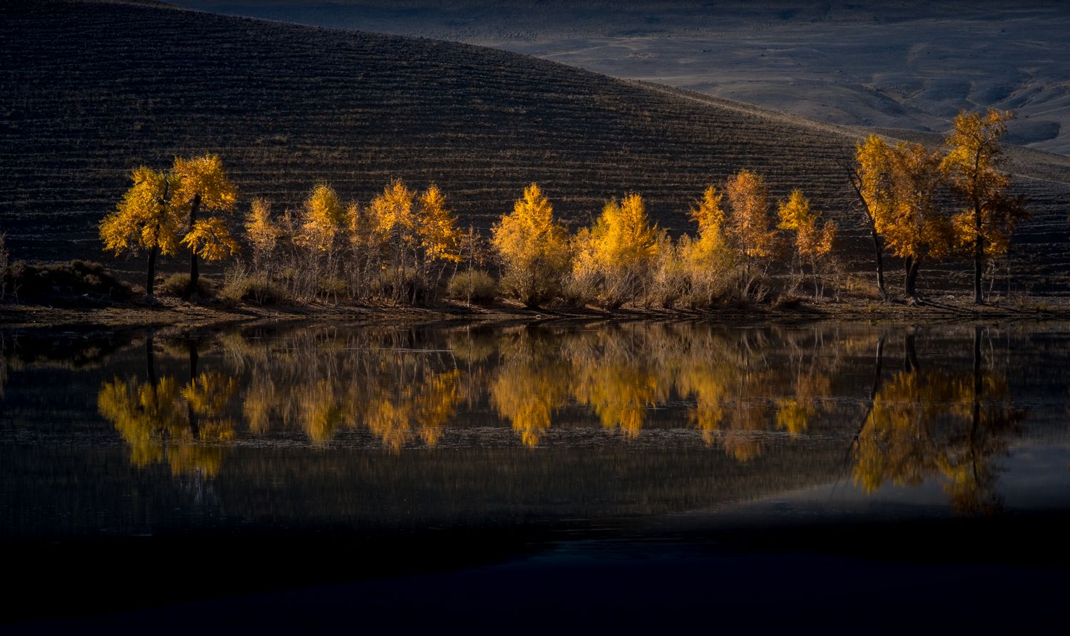 алтай, озеро, отражение, осень, что такое осень?, дерево, вода, зеркало, lake, reflection, autumn, tree, water, mirror, пейзаж, природа, контраст, фототур на алтай, нд, золотой алтай нд, золотой алтай, Надежда Демкина