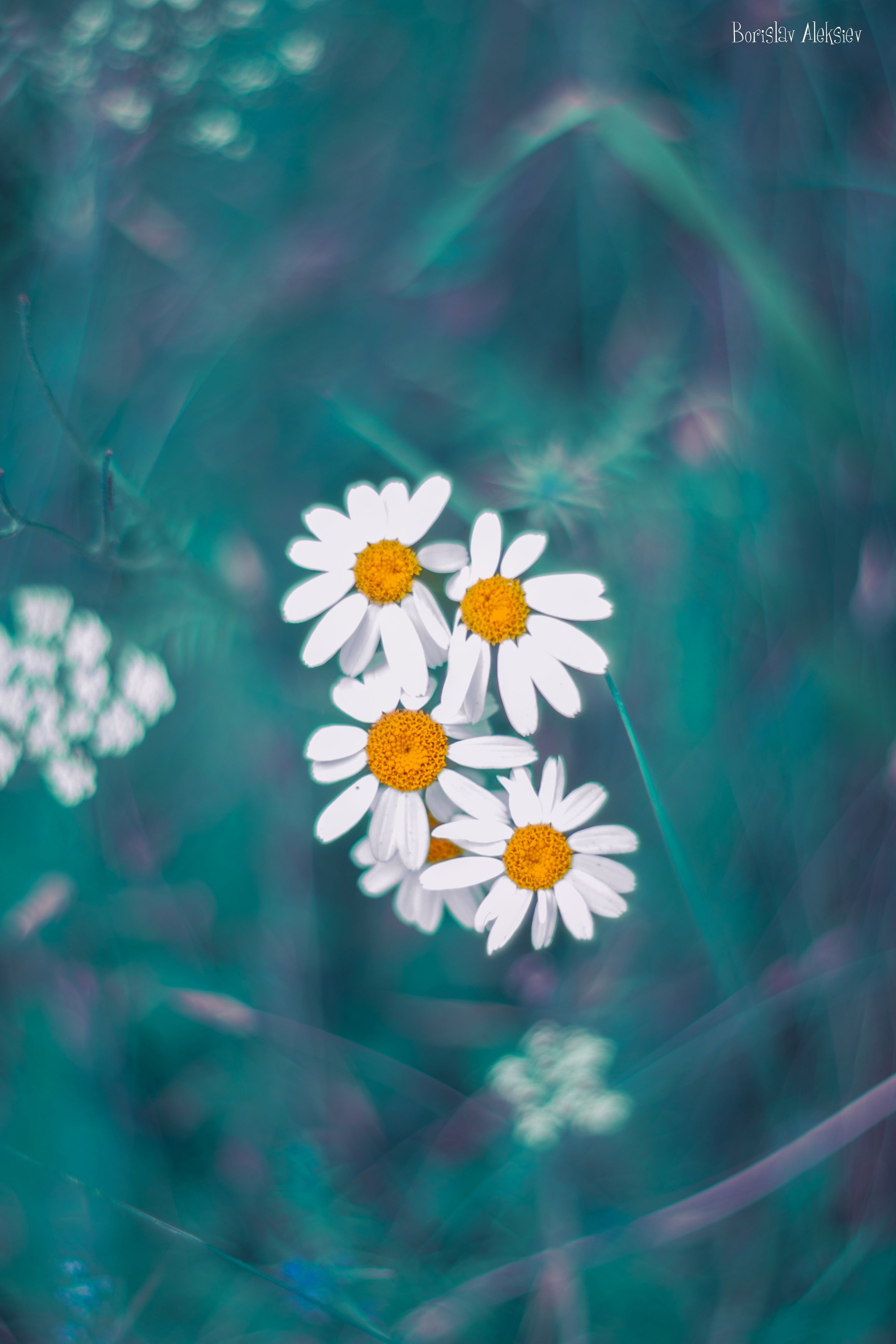 blue,flowers,wild,nature,light,bokeh,zenit,helios,, Борислав Алексиев