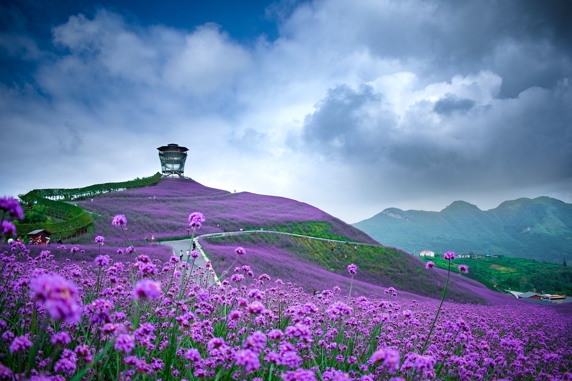 flowers,field,mountain,floral,nature,landscape,, nino nino