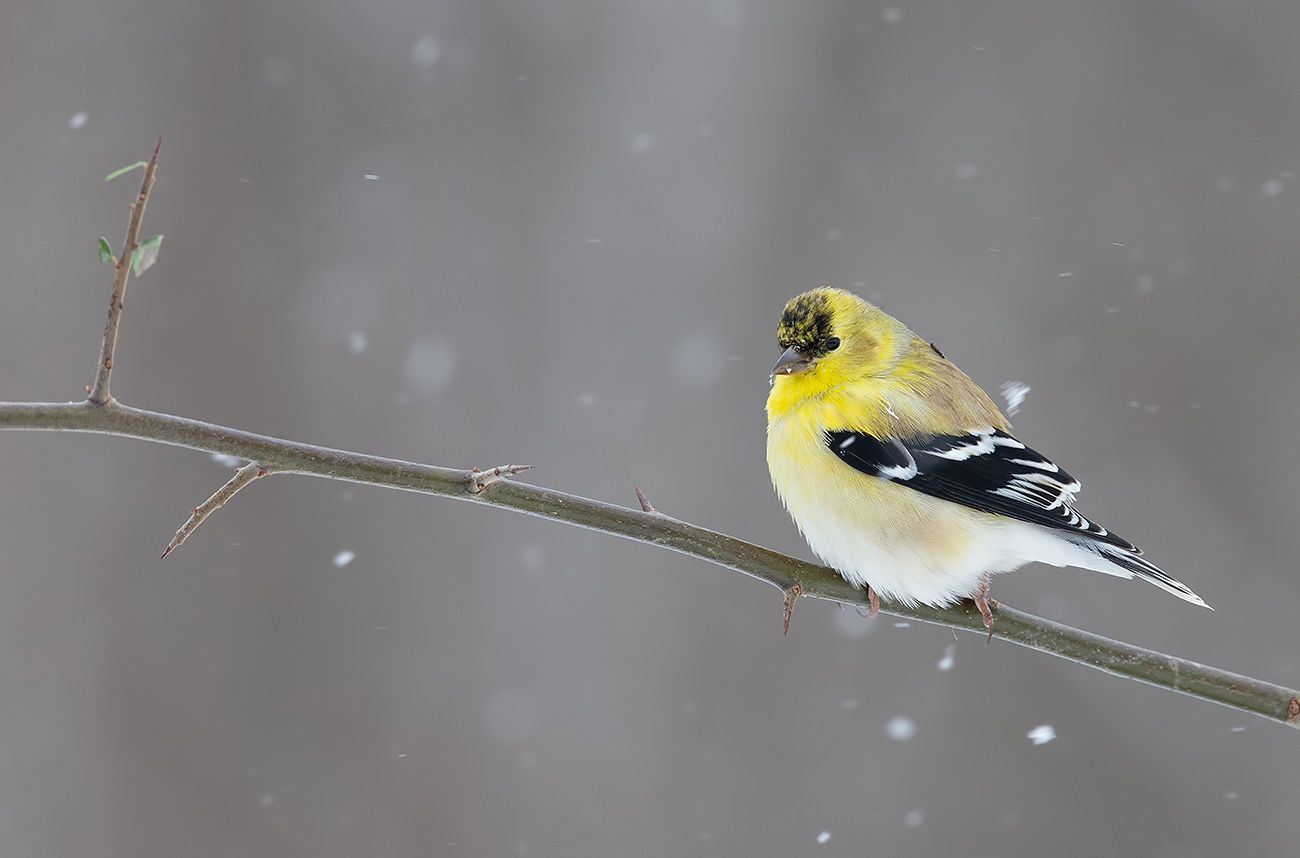 american goldfinch, американский чиж, чиж, cнег, зима, Elizabeth Etkind