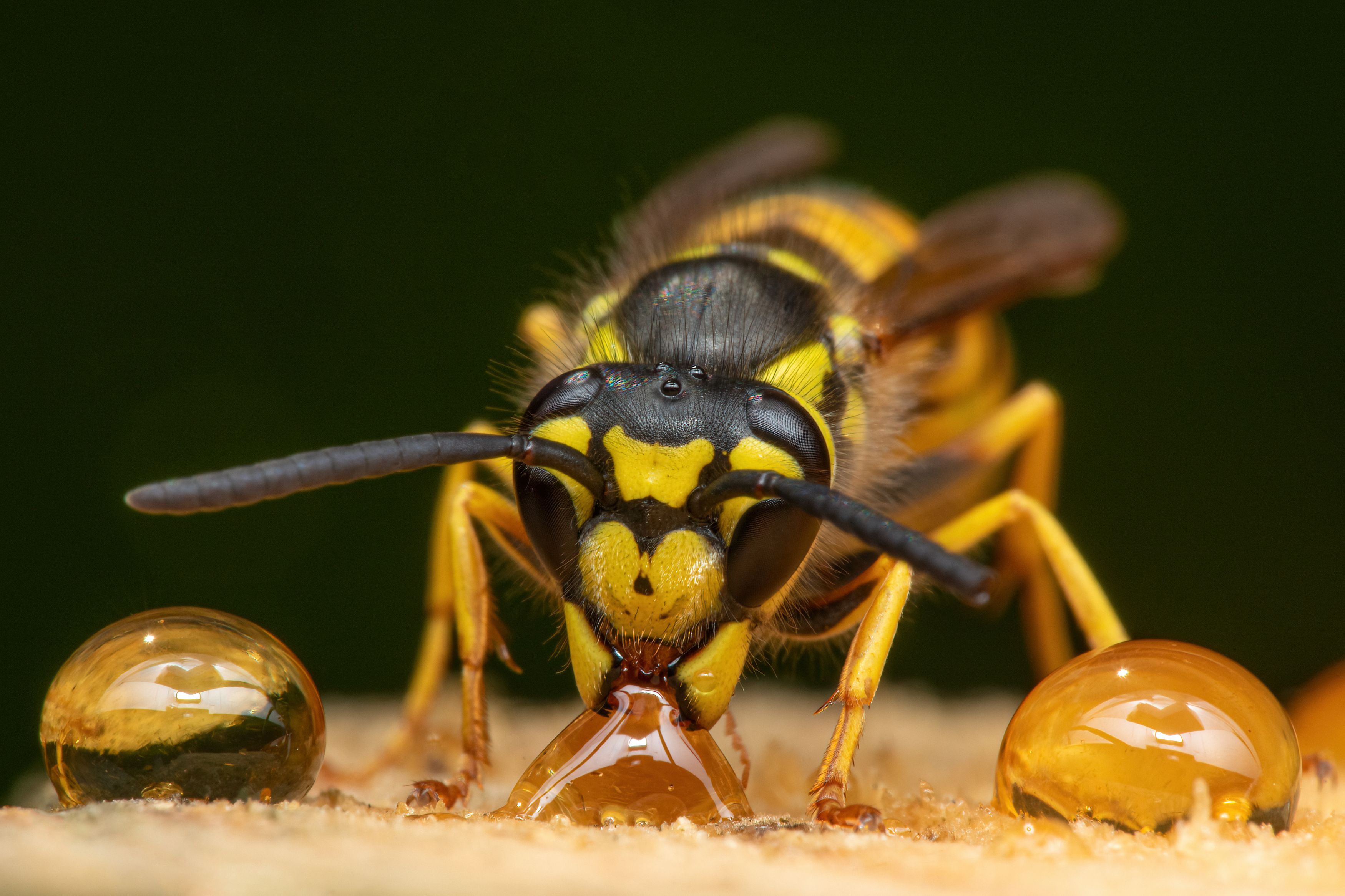 wasp, insect, animal, fauna, macro, face, eyes, sweet, portrait, Michael Mettier