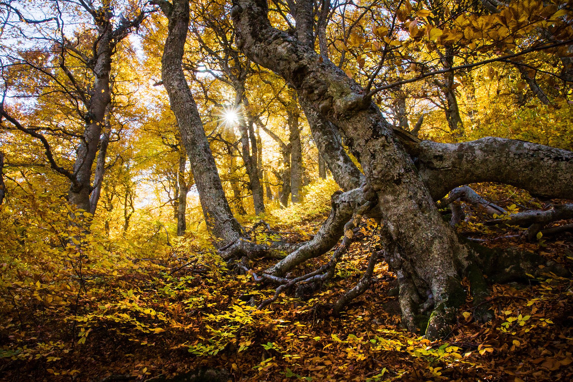 осень, деревья,, Елена Покрепа