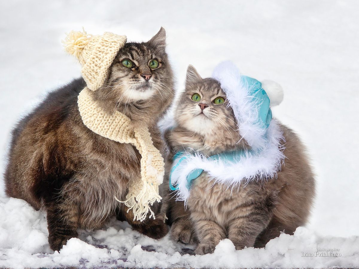 постановочное фото, зима, снег, домашние животные, забавные котики, Ирина Приходько