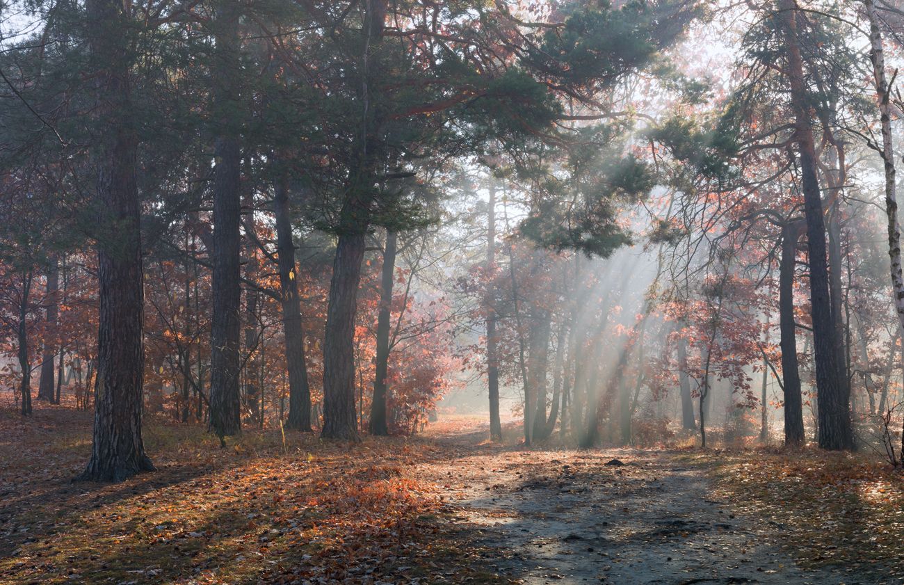 лес осень октябрь утро туман лучи, Галанзовская Оксана