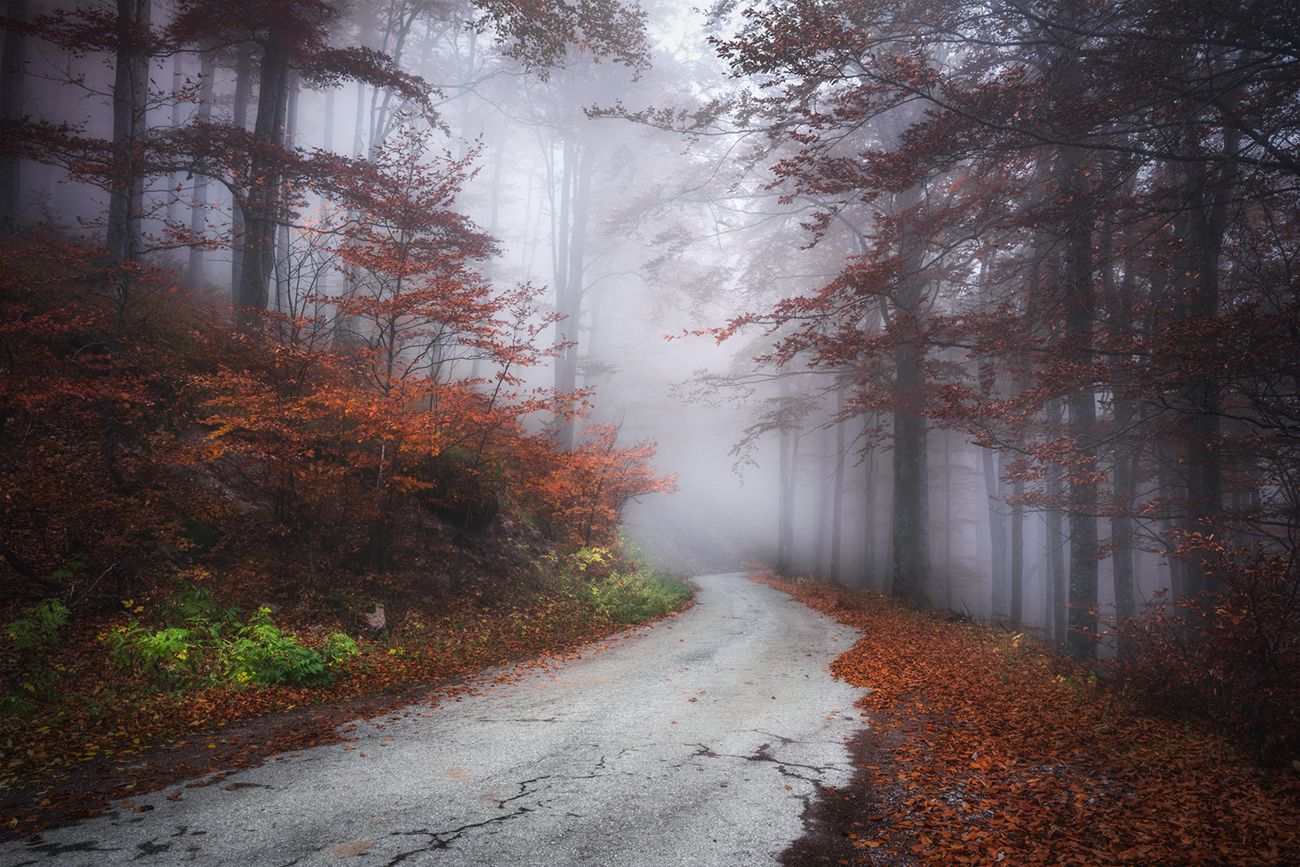 landscape nature scenery forest wood autumn mist misty fog foggy road colors leaves mountain bulgaria лес осень пейзаж, Александър Александров