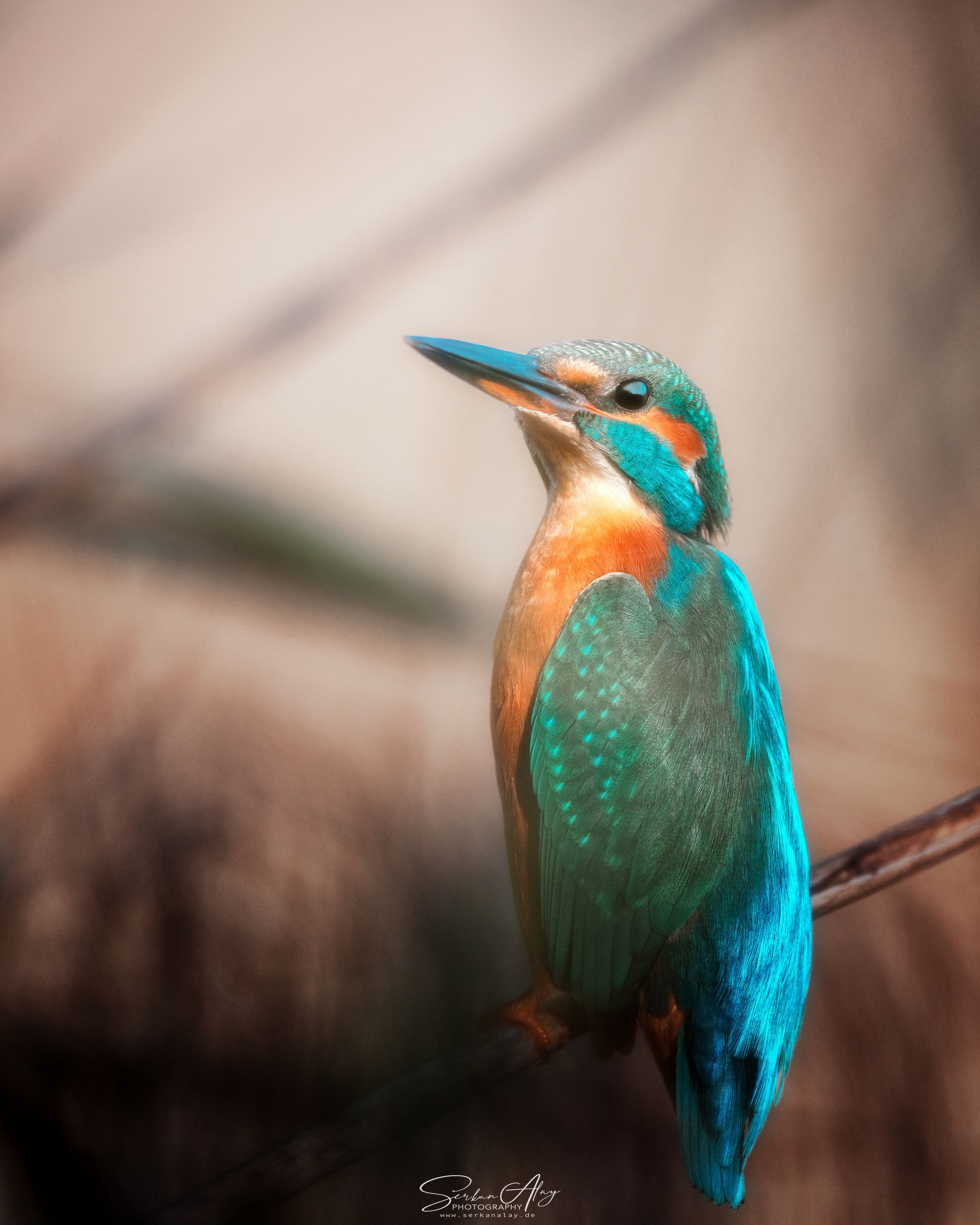 bird birdphotography kingfisher eisvogel vogel wildlife animal nature , Serkan Alay