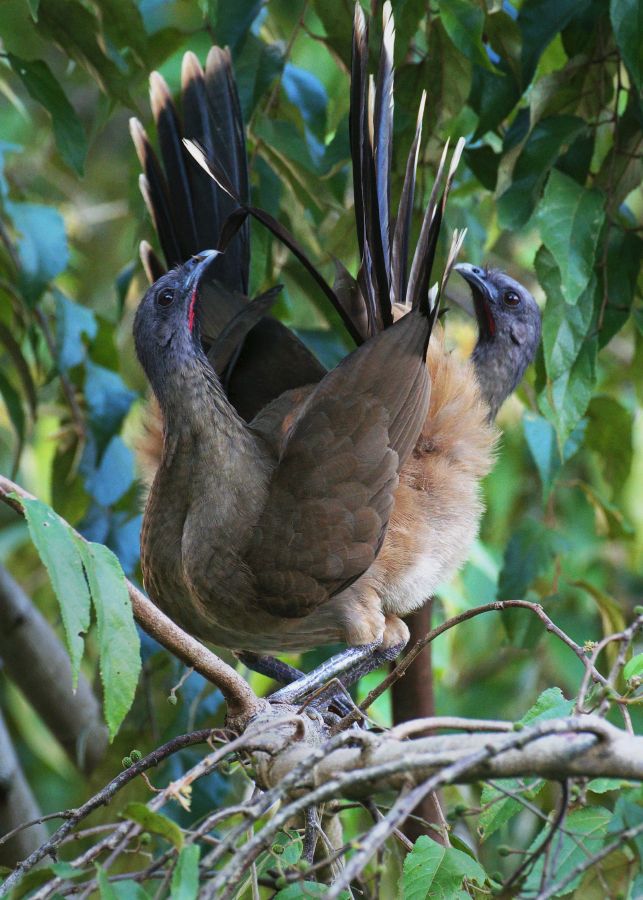 птицы, Гватемала, Бурокрылая чачалака, Ortalis vetula, Cracidae, birds, Сергей Волков