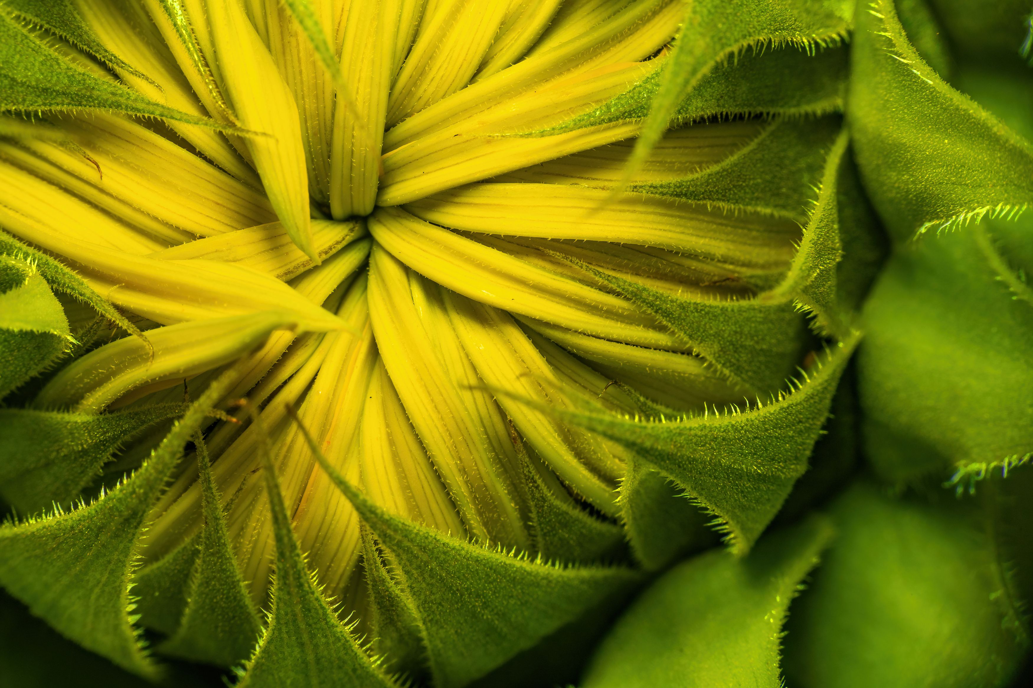 sunflower, macro, nature, flora, flower,, Michael Mettier