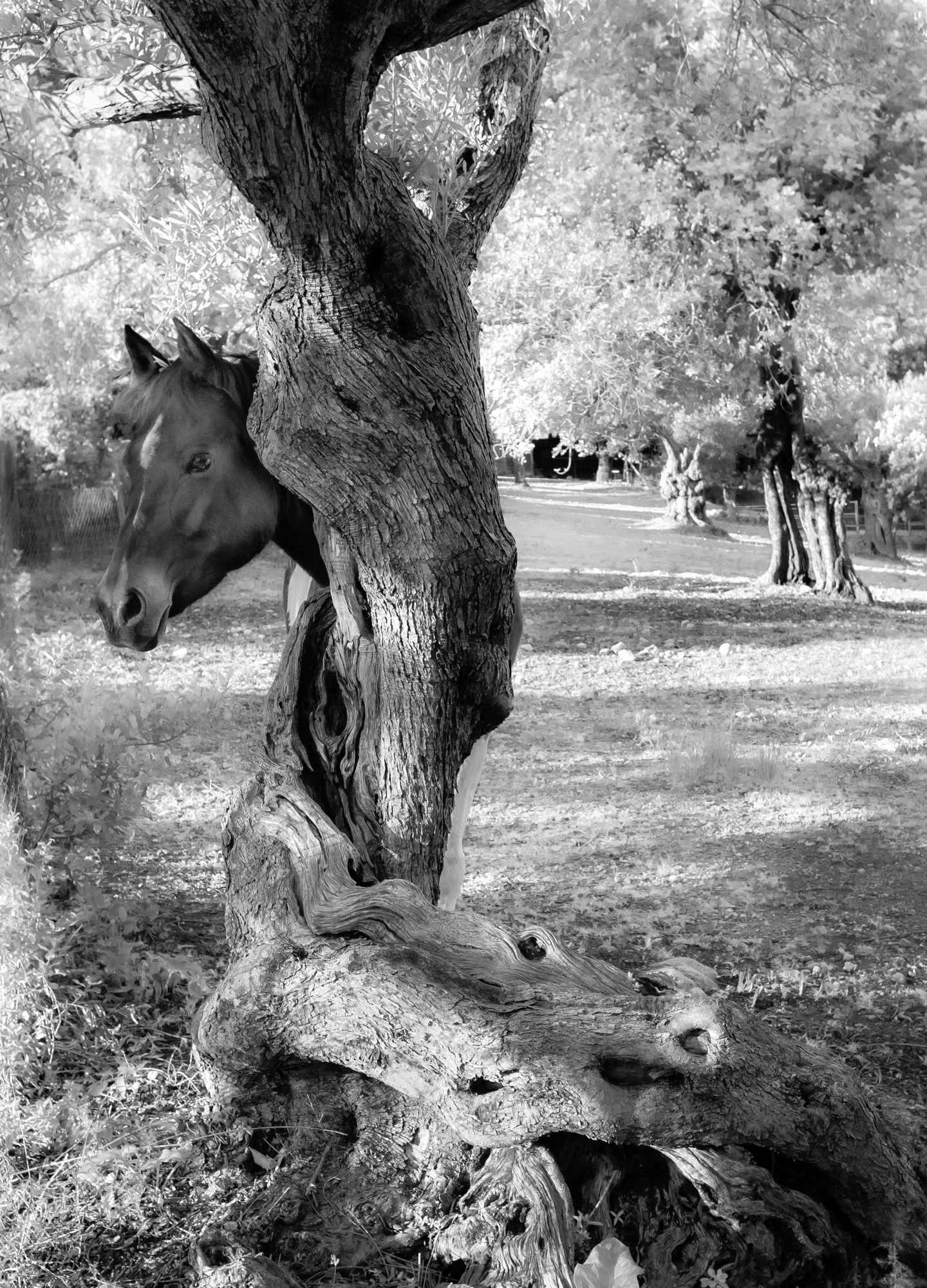 лошадь, дерево, скромность,  прятки, Ирина Назарова