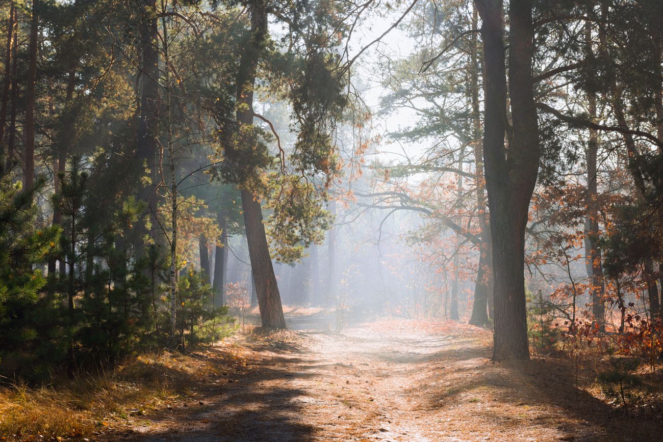 лес осень октябрь утро туман свет, Галанзовская Оксана