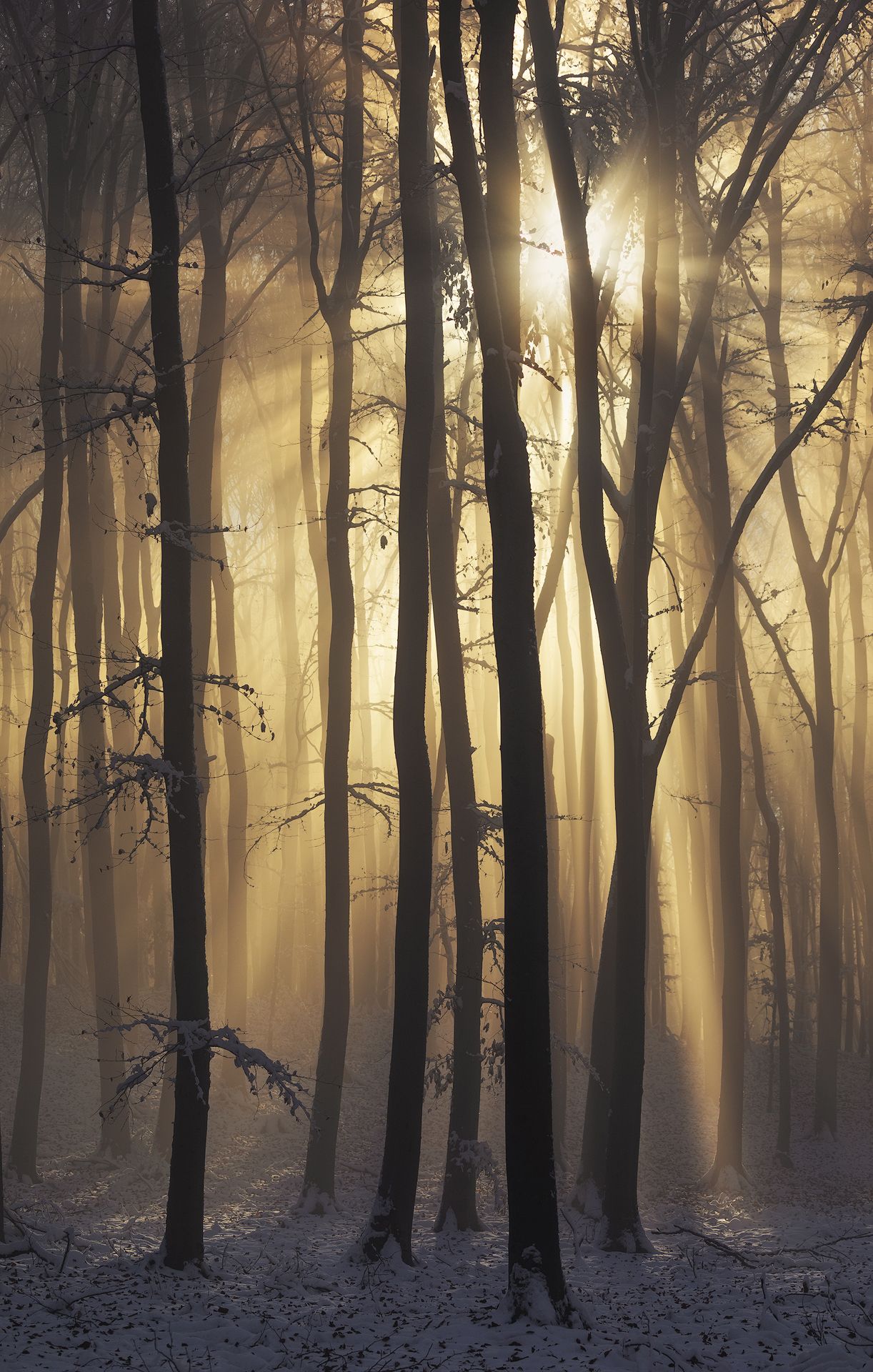 #forest #trees #mist #light #rays #fog #morning #winter #snow #misty #cold #hills #romania, Lazar Ioan Ovidiu