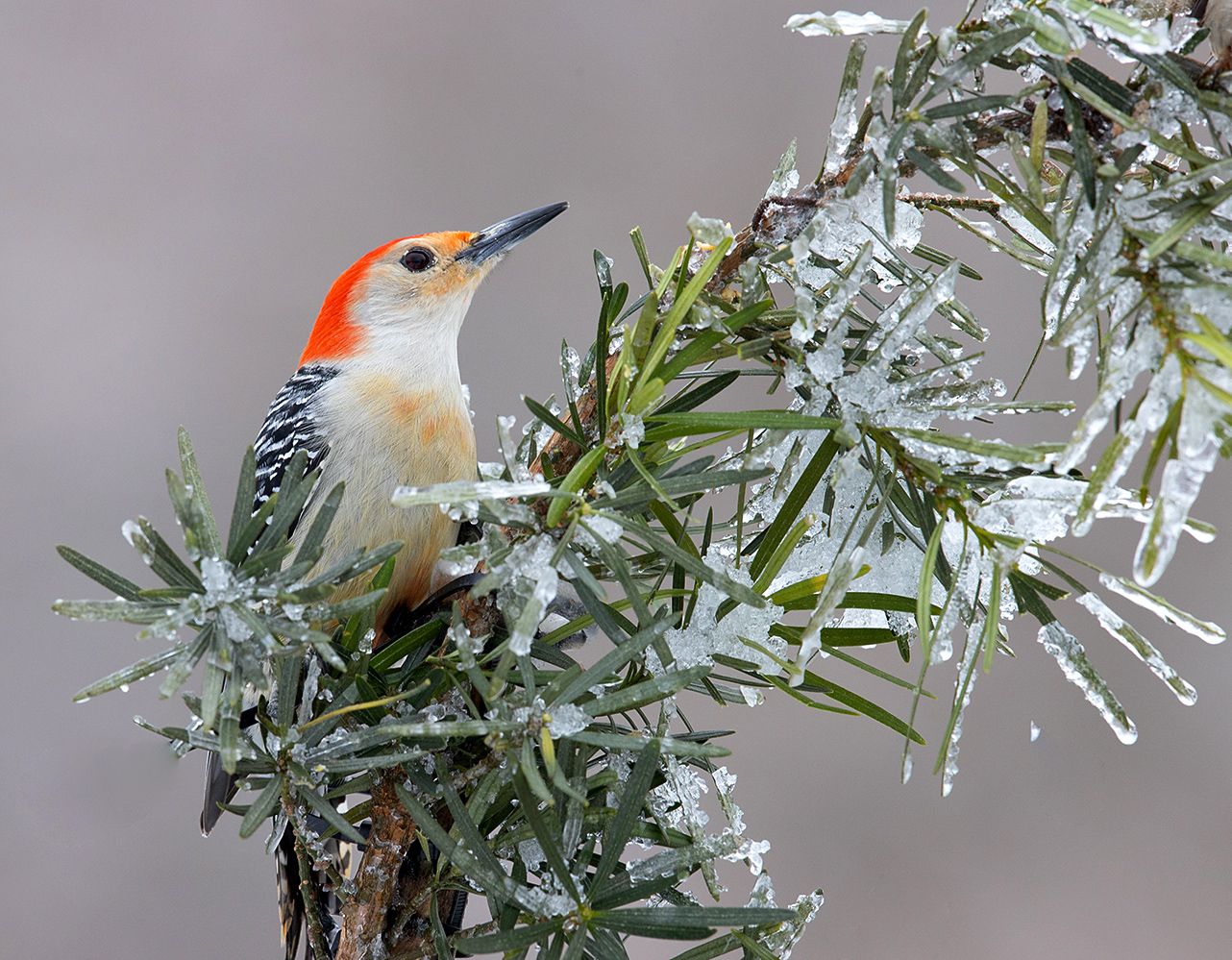 дятел, каролинский меланерпес, red-bellied woodpecker, woodpecker, зима, Elizabeth Etkind