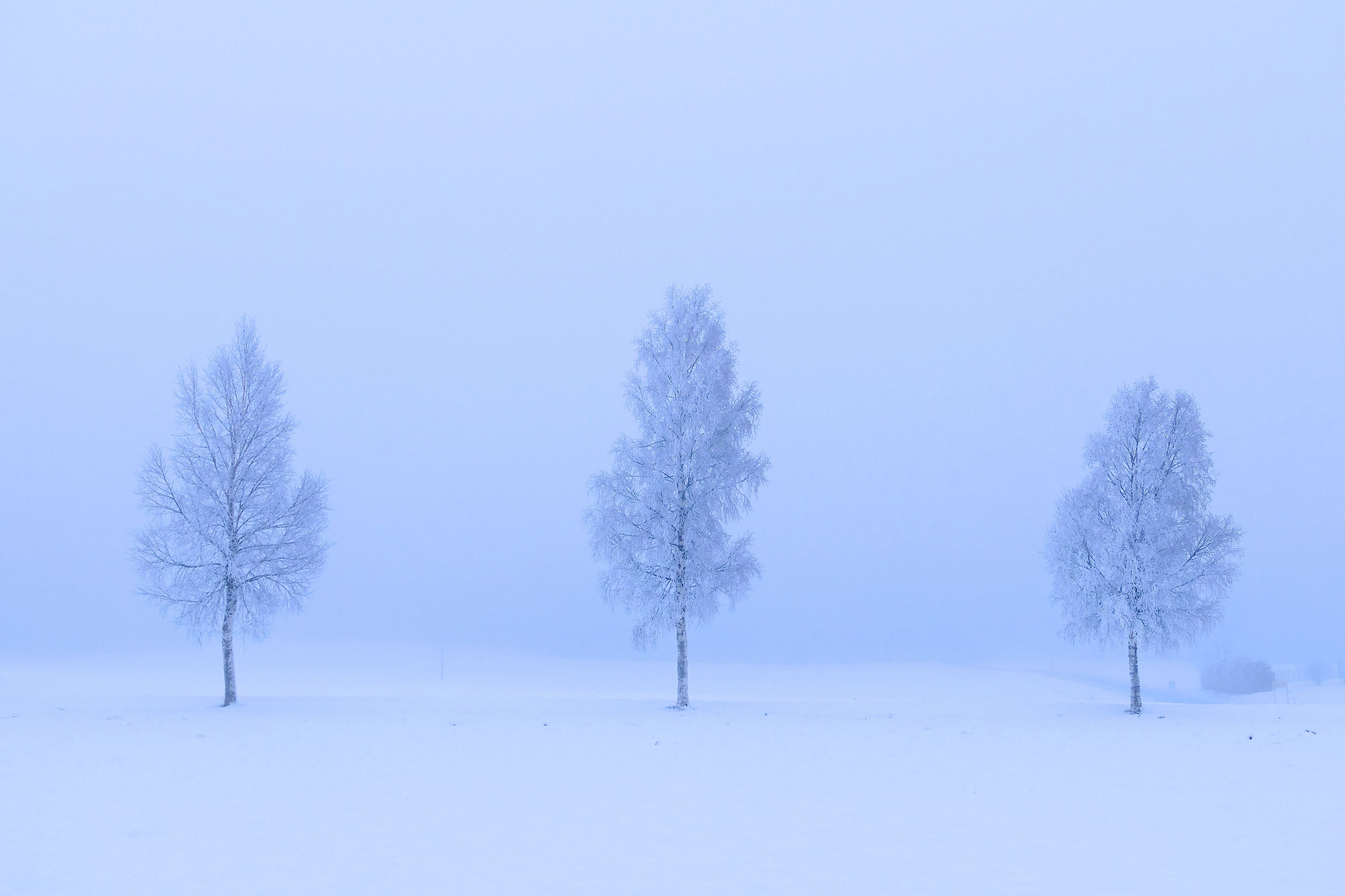 Landscapes, tress, birch, winter, three, cold, fog, mist, frost, mood, nature, Norway, , Svetlana Povarova Ree