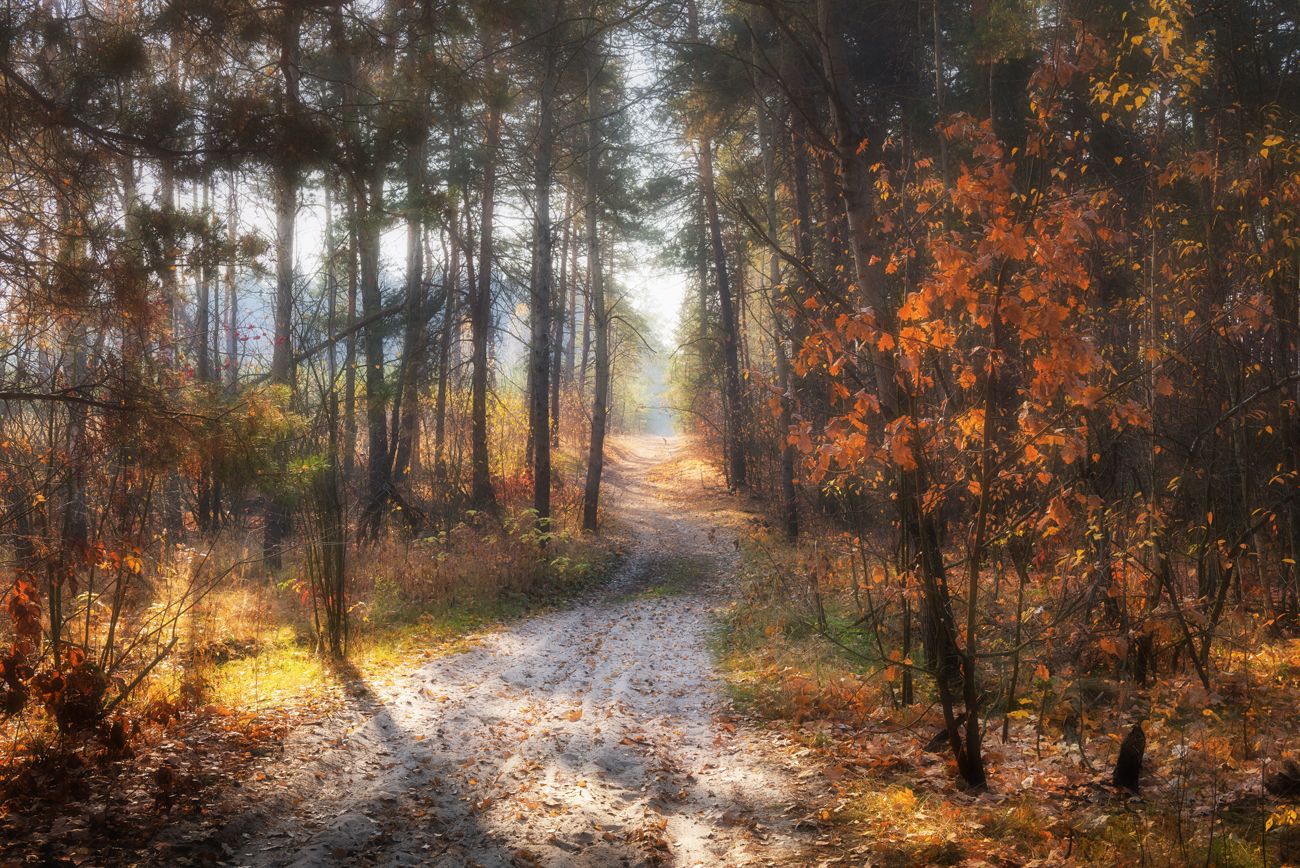 лес осень ноябрь, Галанзовская Оксана
