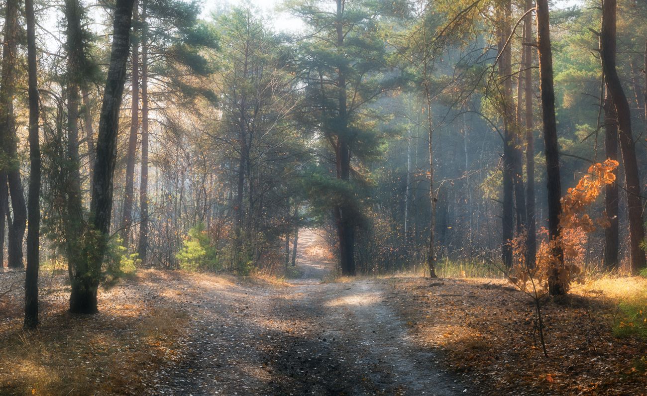 лес осень ноябрь туман, Галанзовская Оксана