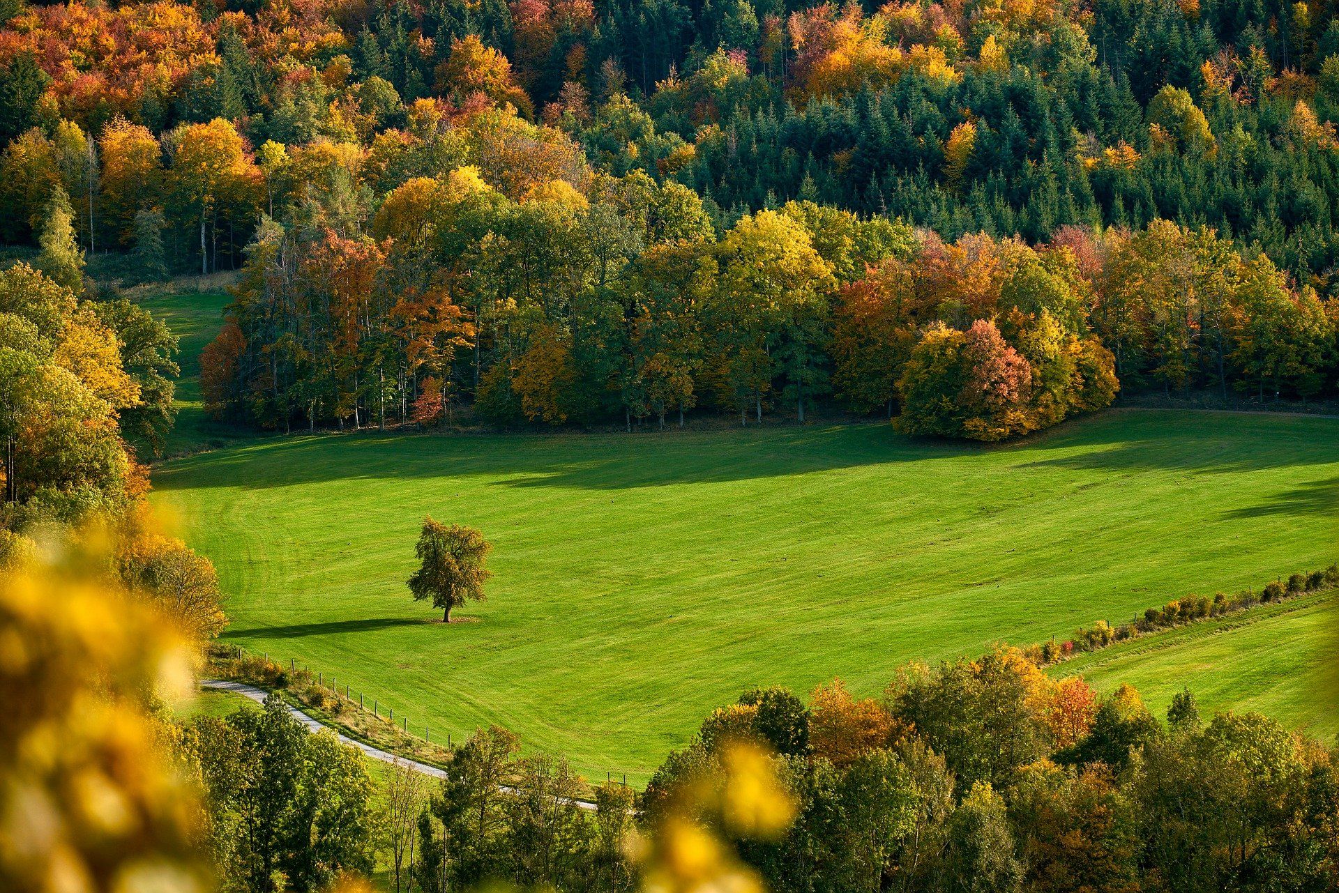 field.tree,green,autumn,, nino nino