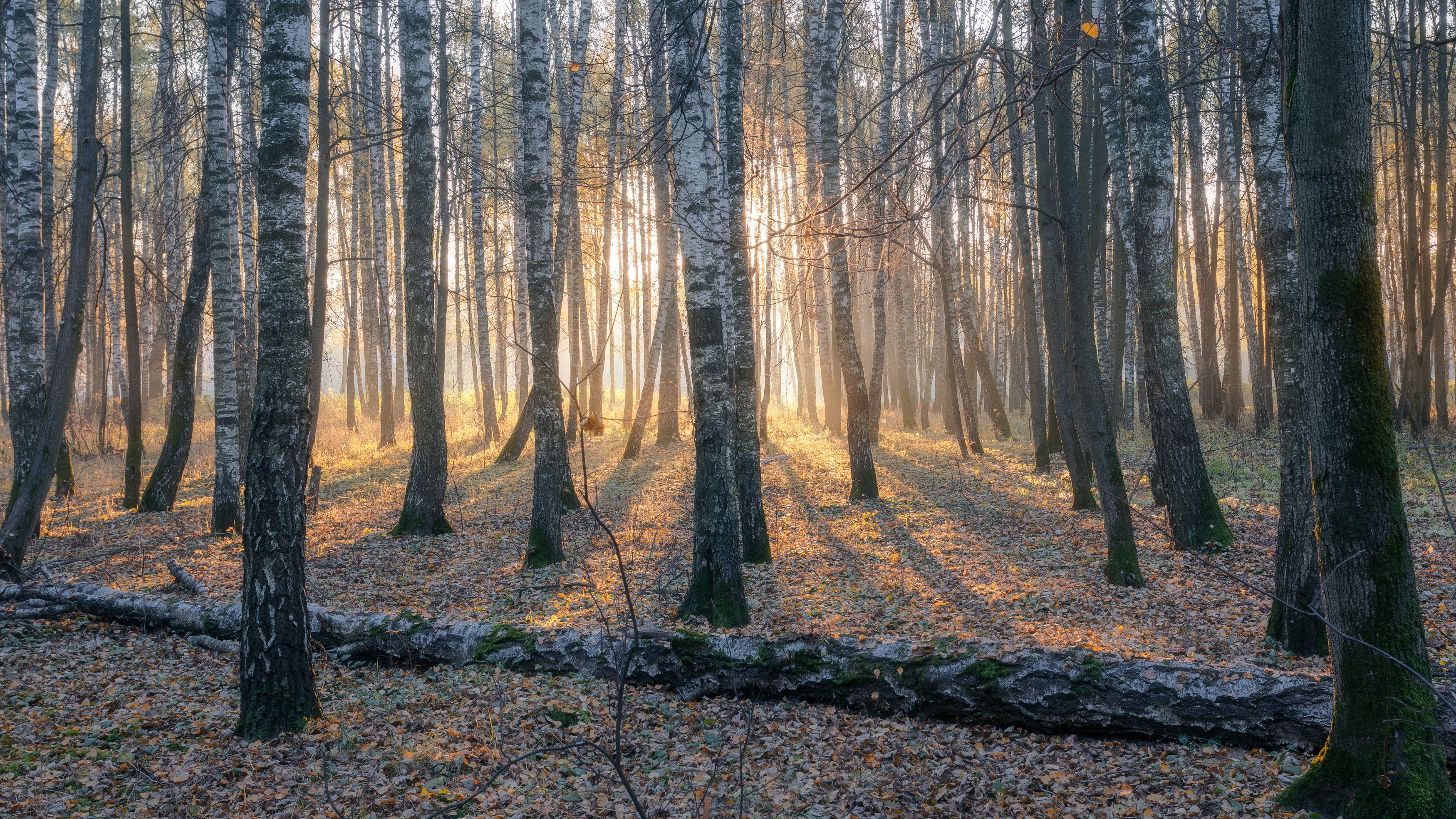 лес, природа, осень, туман, октябрь, пейзаж, Московская область, Мартыненко Дмитрий