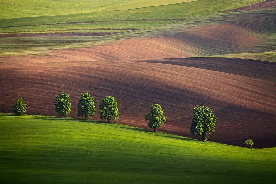 Czech republic, Field, Moravia, South Moravia, Spring, Spring field, Spring Moravia, Tree, Trees, Daniel Řeřicha