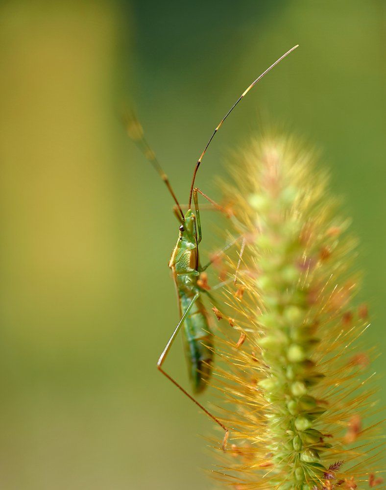 Closeup, Insect, Macro, Www.gnilenkoff.ru, Макро, Alexey Gnilenkov