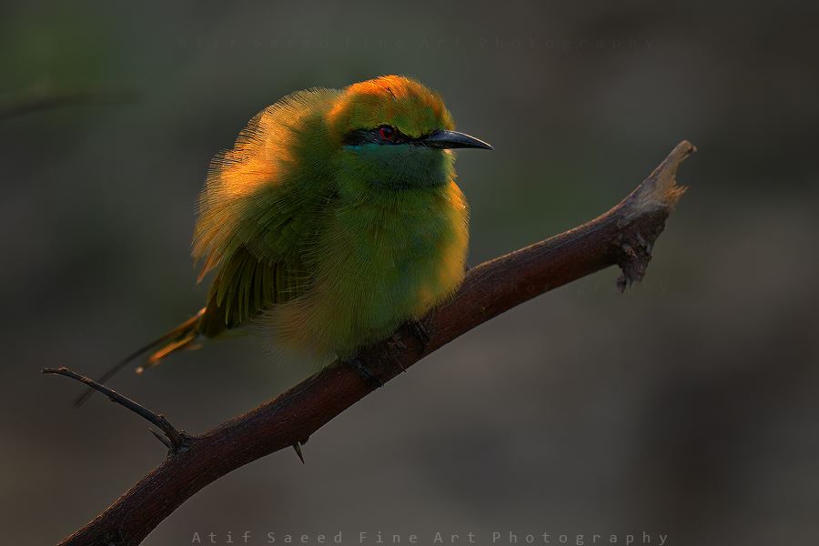 , M Atif Saeed