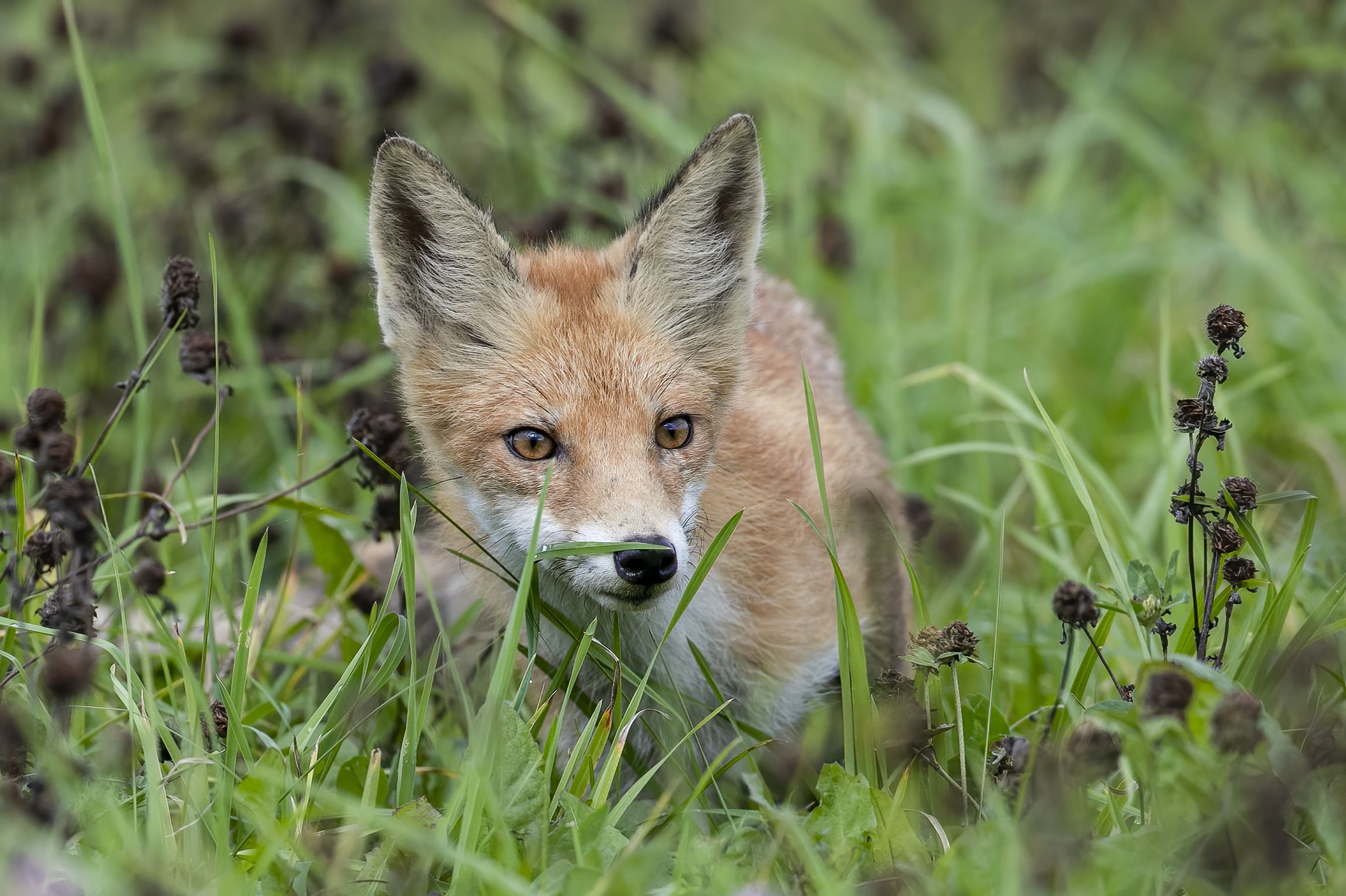 Rudoji lapė (Vulpes vulpes) Red Fox, Rimantas Stankunas