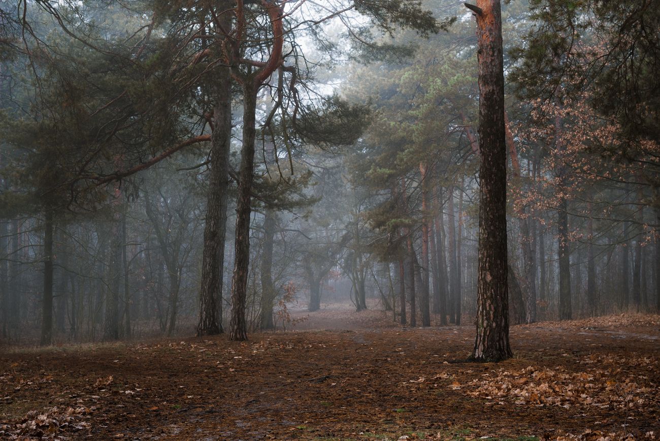 лес осень ноябрь туман холод, Галанзовская Оксана