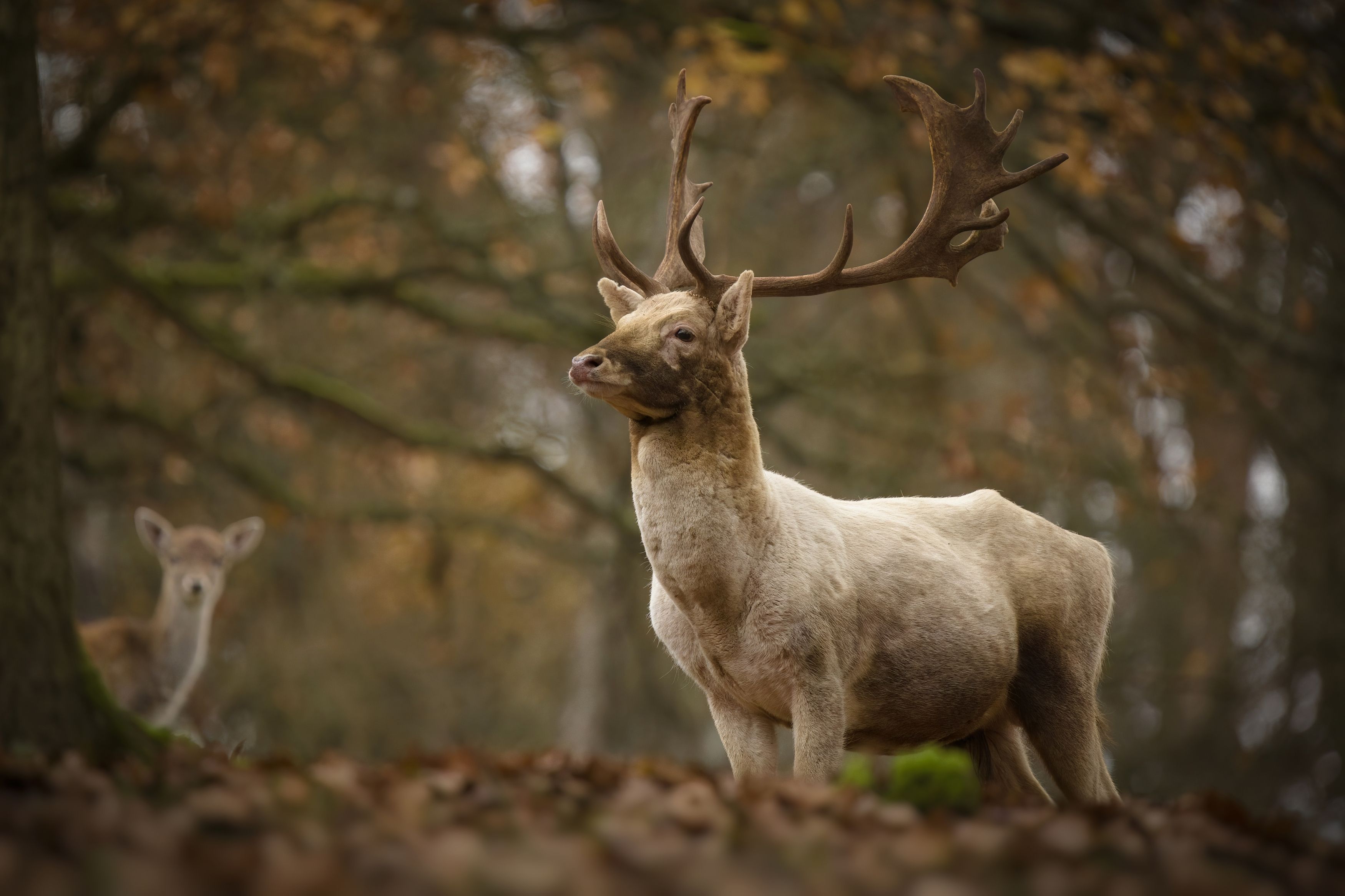 fallow-deer, wildlife, animals, nature, forest, autumn, deer, horns, Wojciech Sobiesiak