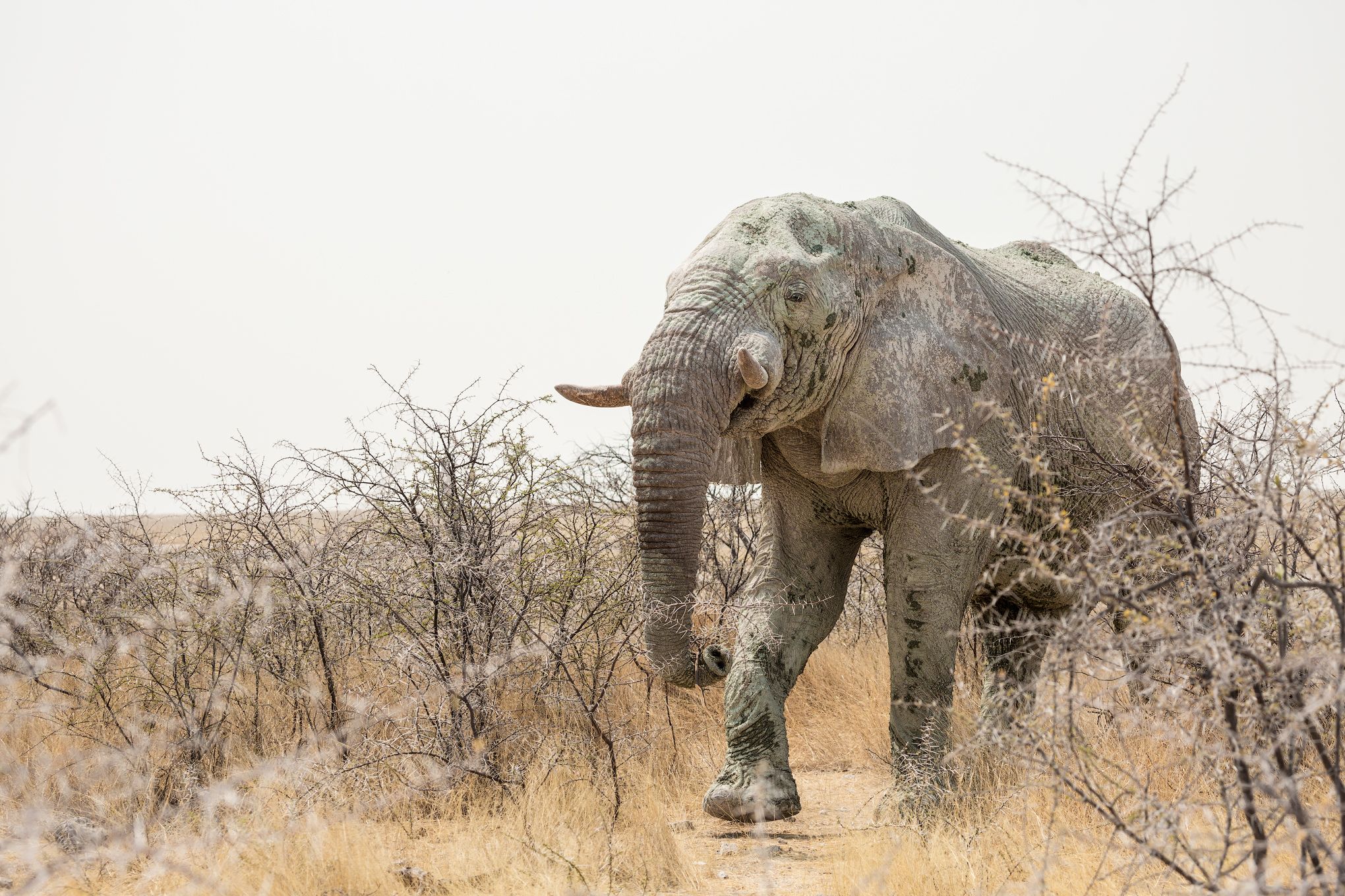 #Африка #Намибия #Этоша #слон #Africa #Namibia #Etosha #elephant #животные #animal, Наталия Деркач