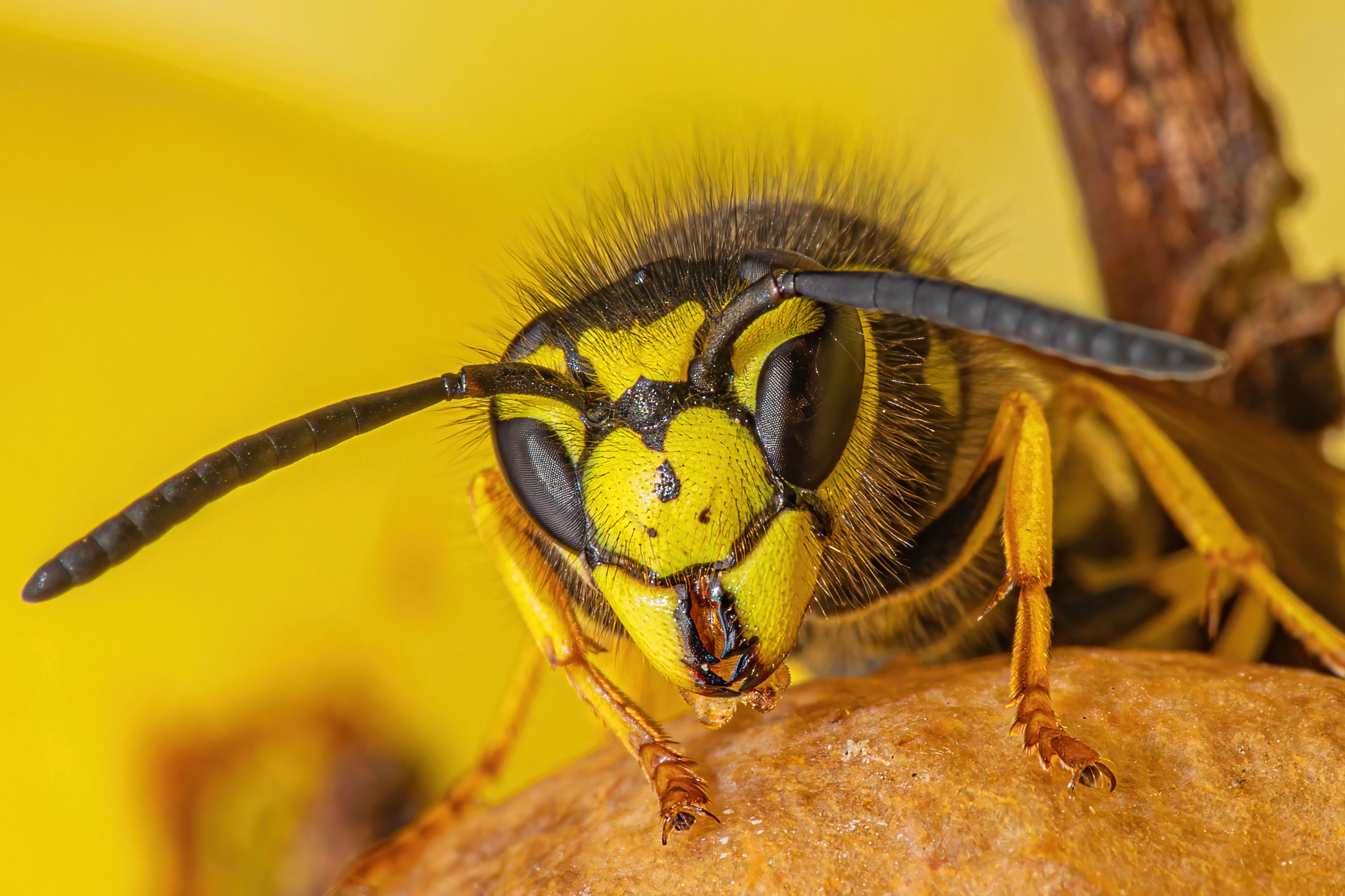 wasp, face, eyes, macro, insect, animal, nature, Michael Mettier