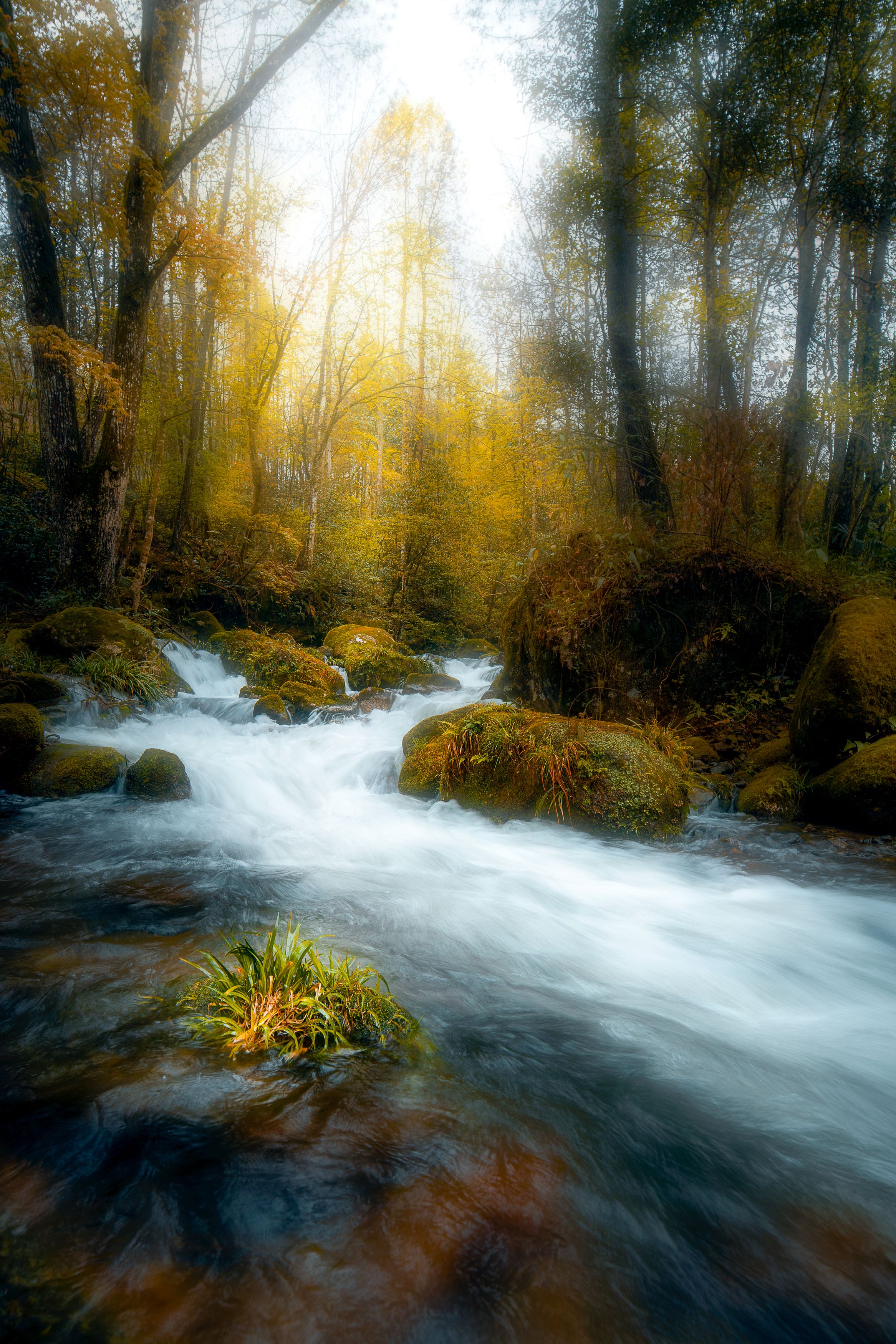 森林，河流，秋天，日落，落叶，小溪, Jim Chen