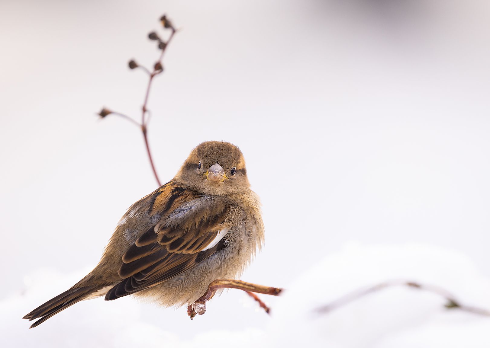 , Robert Adamec