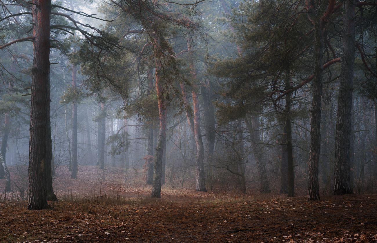 лес осень ноябрь туман холод, Галанзовская Оксана