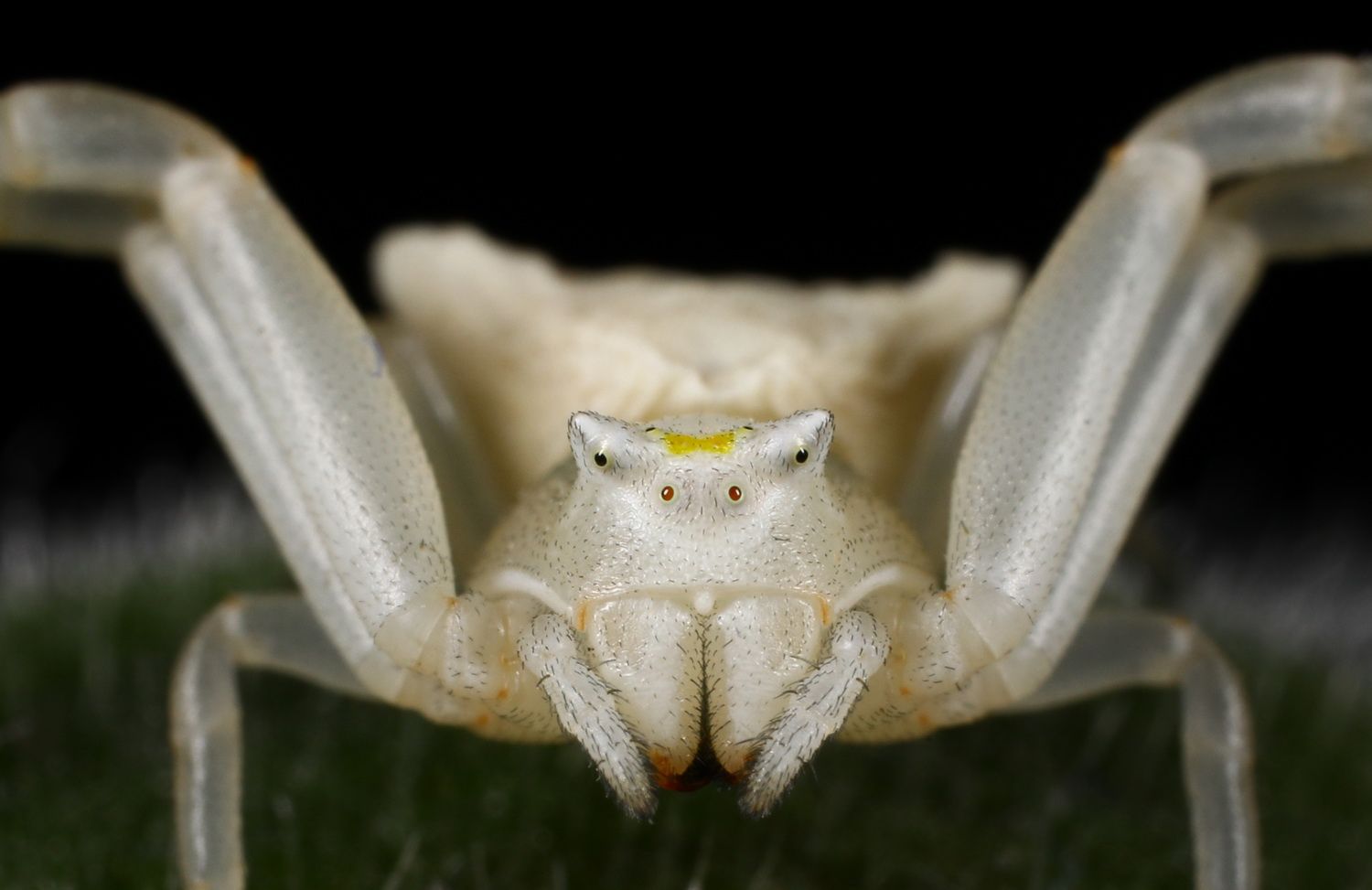 #spider, #macro, #portrait, Hasan Baglar