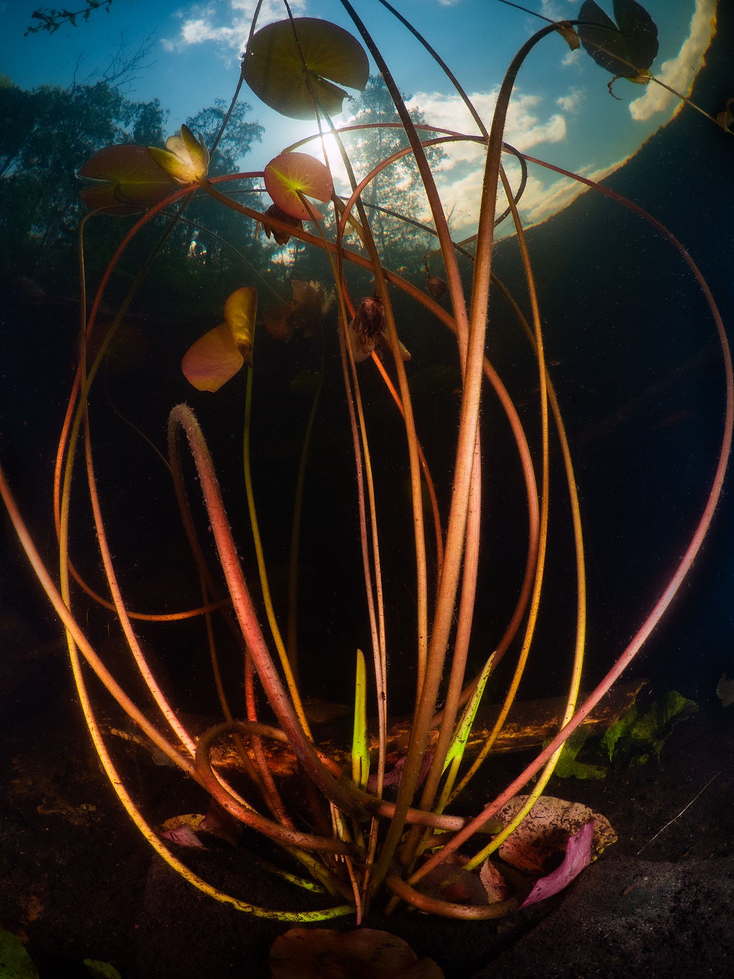 Подводное фото лилия, Сергей Шанин
